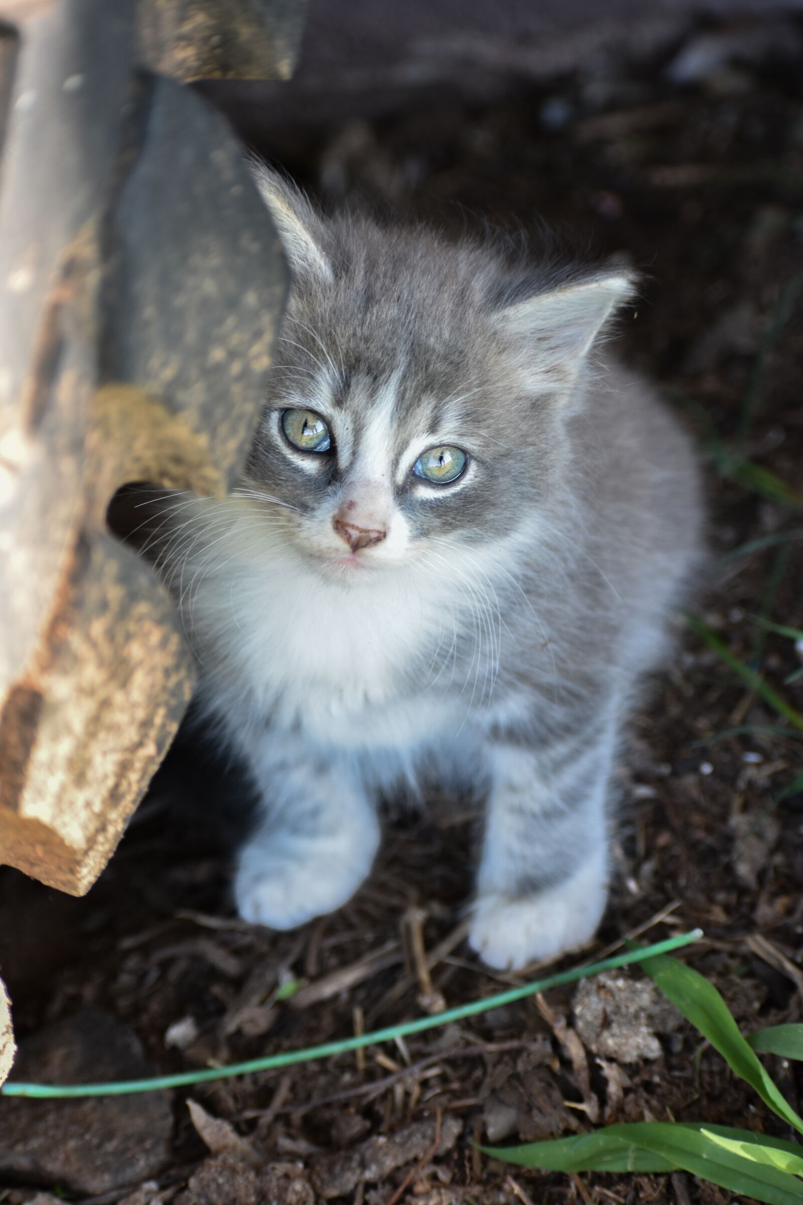 Nikon D3400 sample photo. Kitten, grey kitten, tabby photography