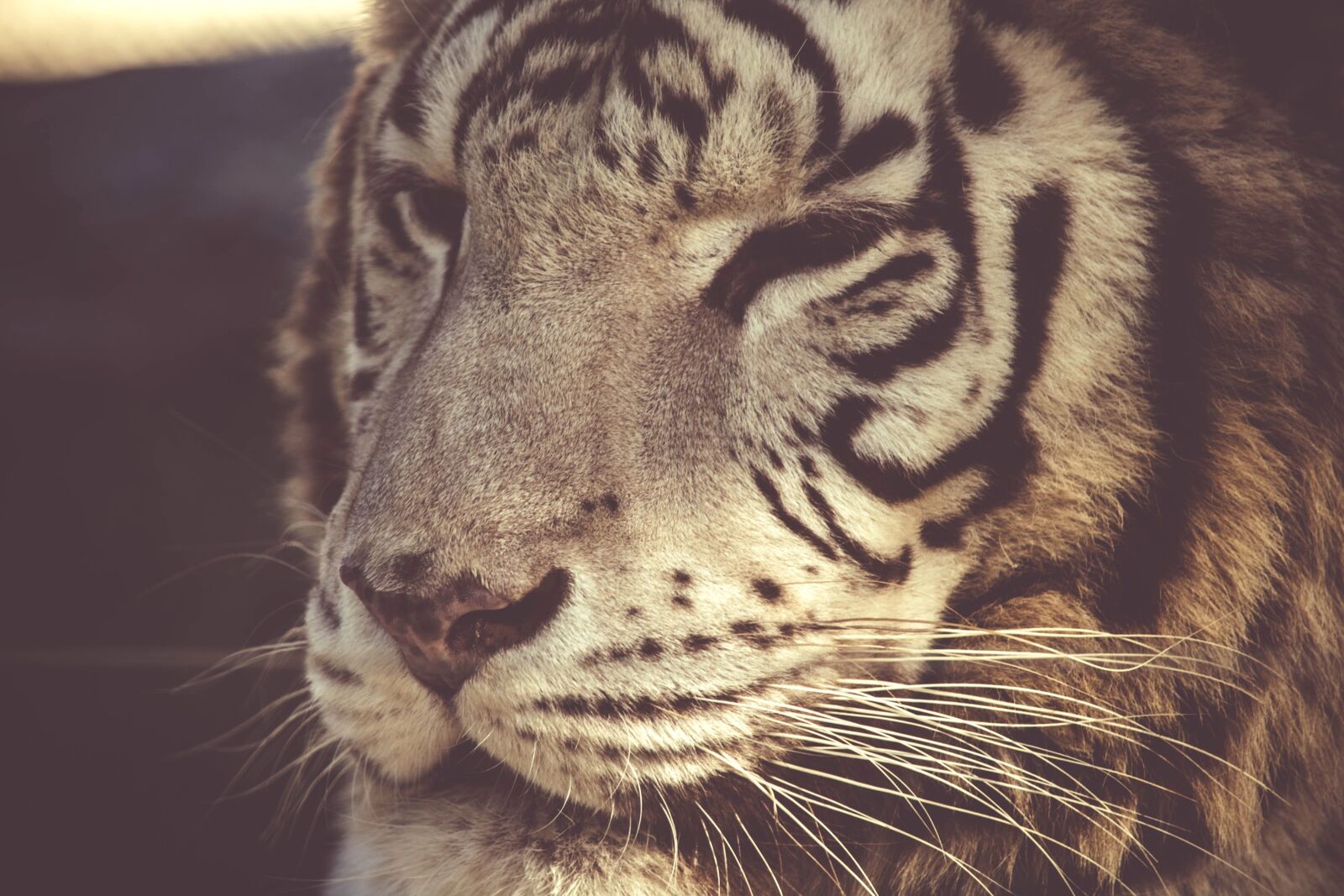 Nikon D5200 sample photo. Tiger, cat, wildlife, predator photography