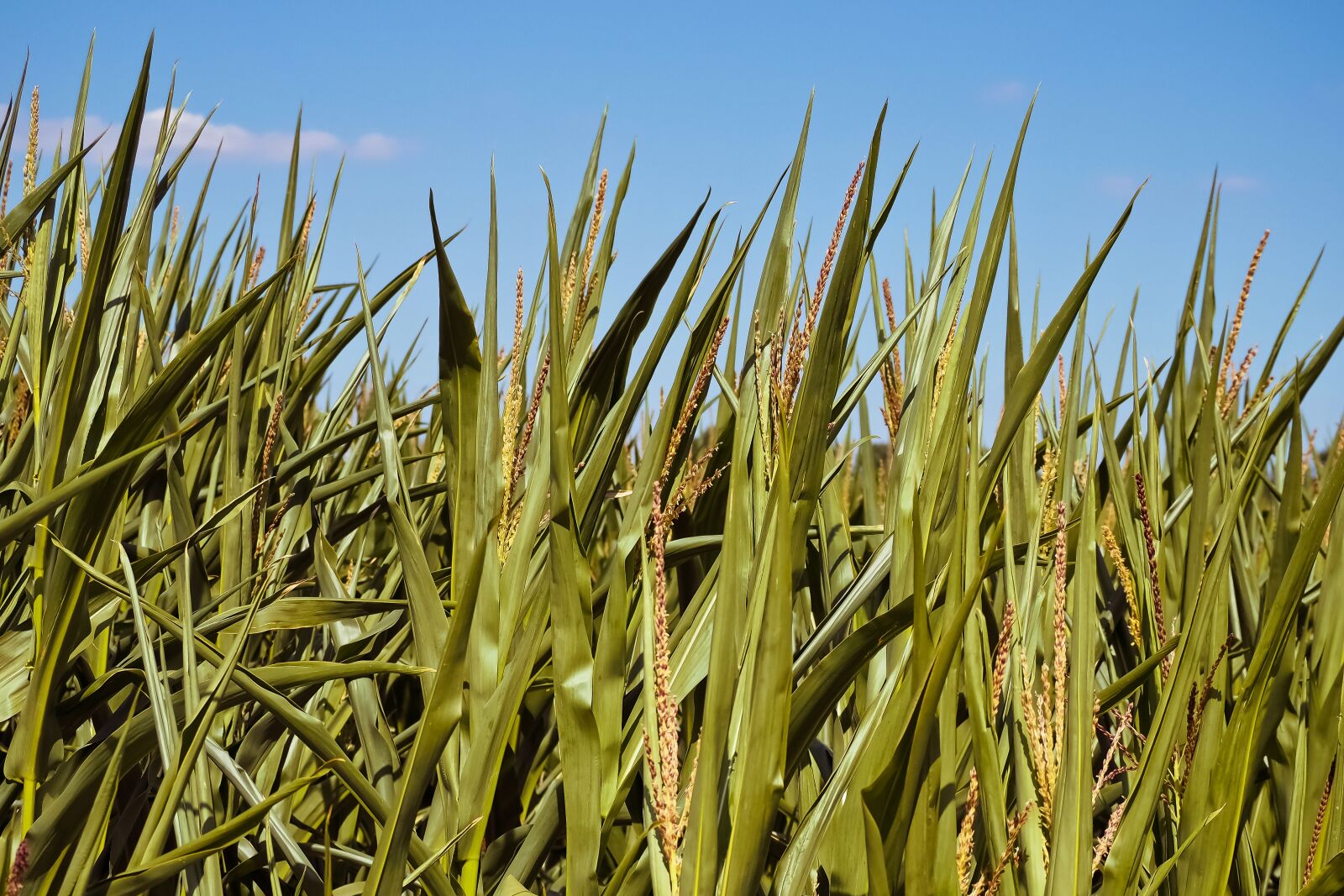 Olympus OM-D E-M10 sample photo. Corn, plant, agriculture photography