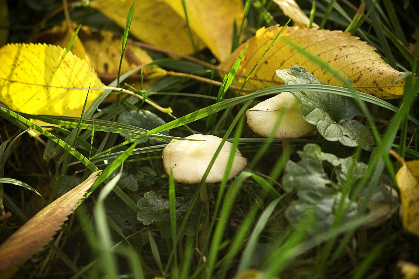 Canon EOS 600D (Rebel EOS T3i / EOS Kiss X5) sample photo. Mushroom, autumn, nature photography
