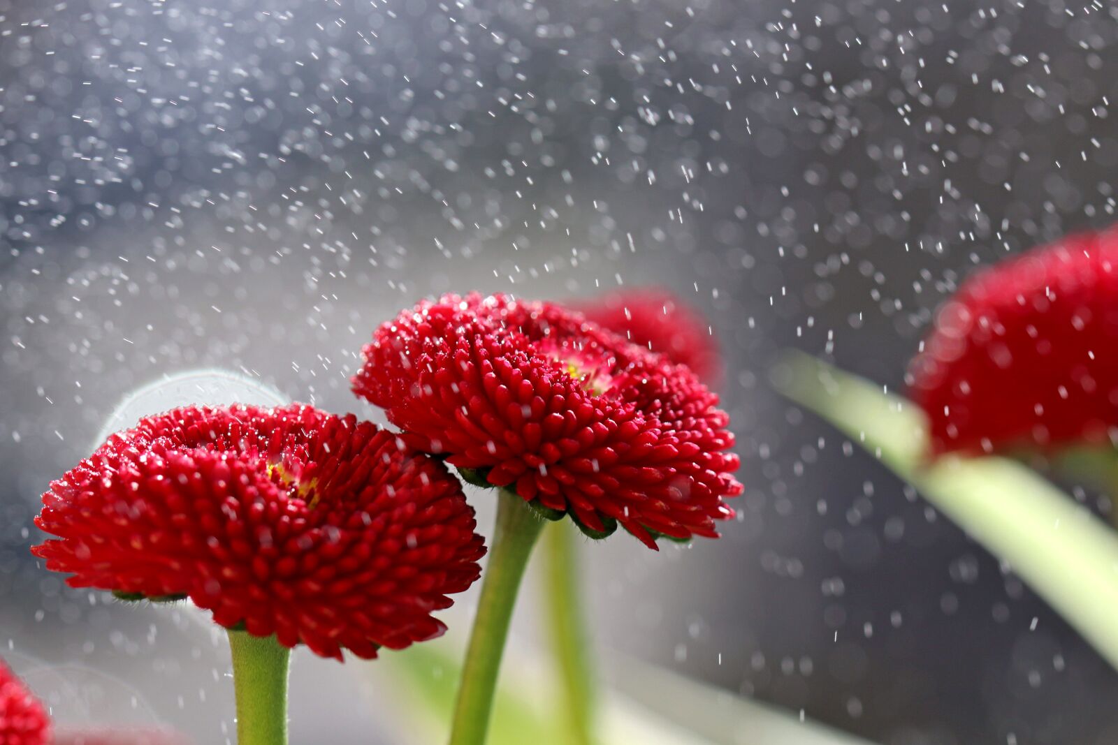 Canon EOS 80D sample photo. Flower, red, garden photography
