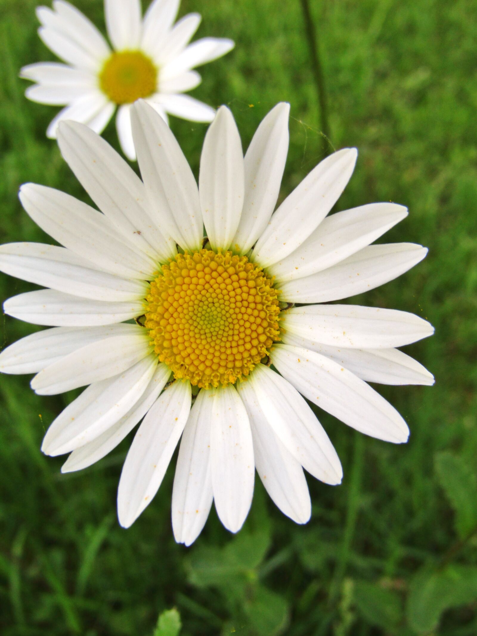 Canon POWERSHOT SX432 IS sample photo. Marguerite, single flower, daisies photography