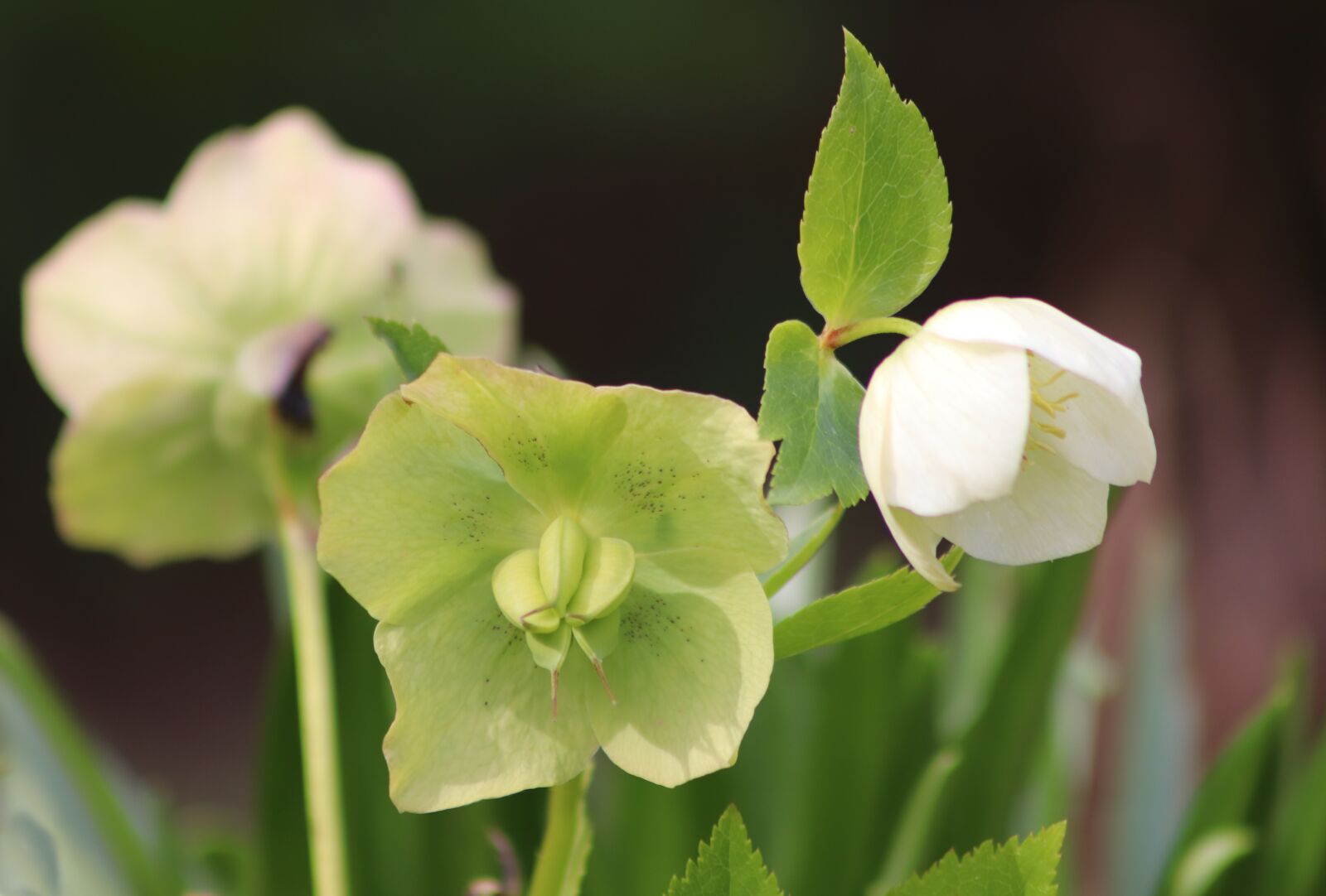 Canon EOS 800D (EOS Rebel T7i / EOS Kiss X9i) sample photo. Hellebore, corsican hellebore, christmas photography