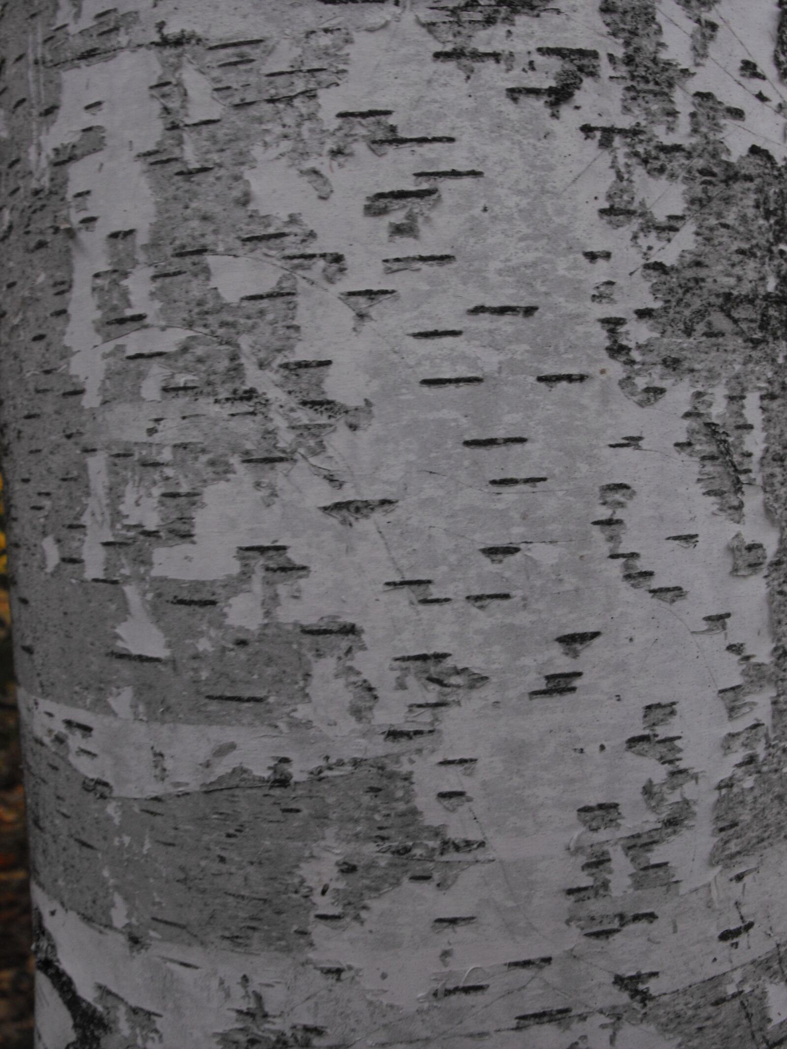Fujifilm FinePix S1000fd sample photo. Birch, bark, texture photography