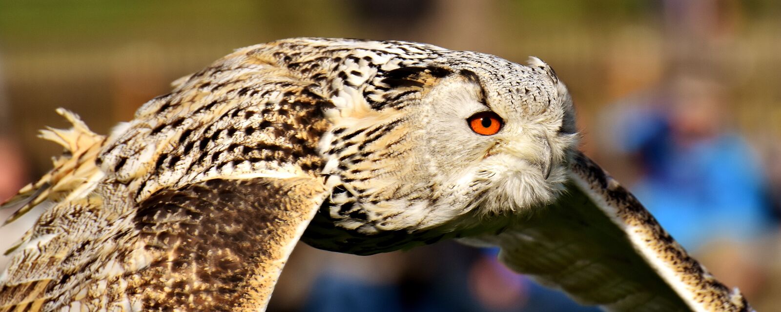 Nikon D7200 sample photo. Owl, bird, feather photography