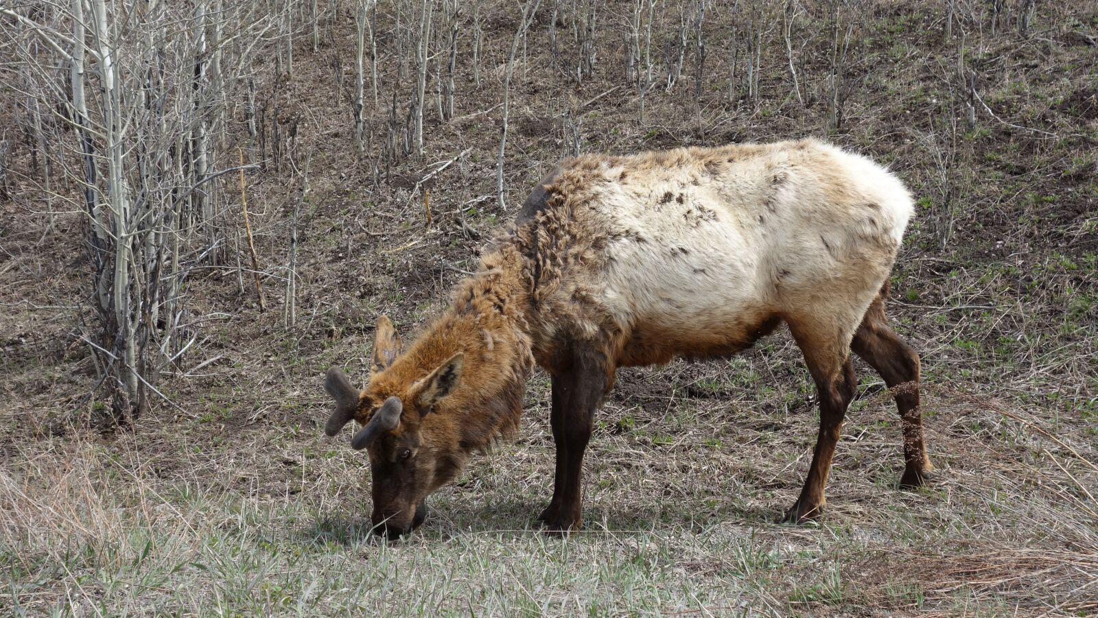 Sony Cyber-shot DSC-RX100 sample photo. Moose, animal, wild animal photography