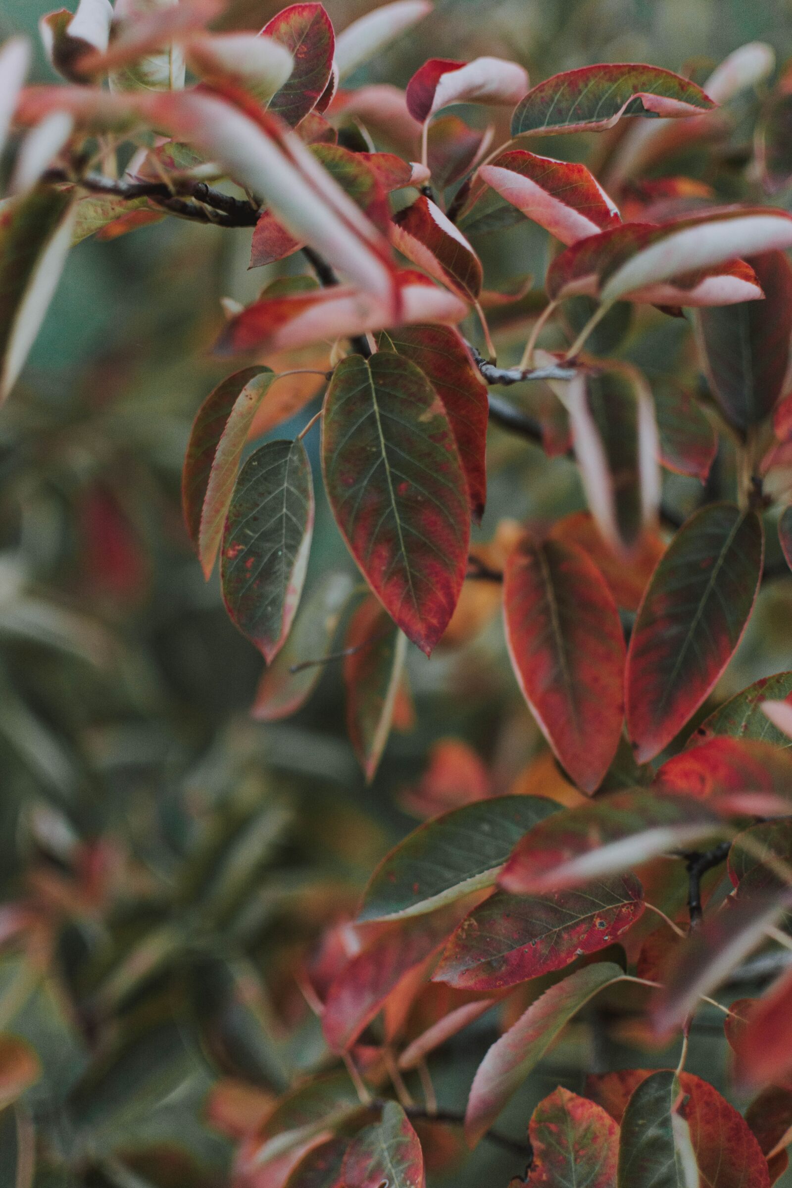 Nikon D5200 sample photo. Leaves, green, red photography