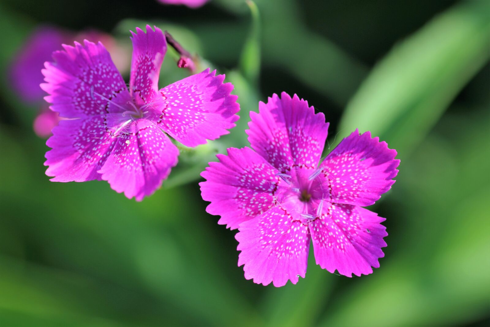 Canon EOS 550D (EOS Rebel T2i / EOS Kiss X4) sample photo. Dianthus armeria, wild carnation photography