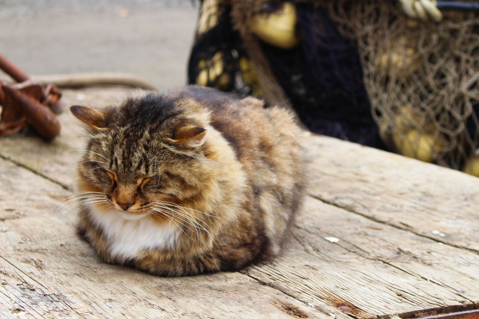 Canon EOS 700D (EOS Rebel T5i / EOS Kiss X7i) sample photo. Cat, sleeping, outdoor photography