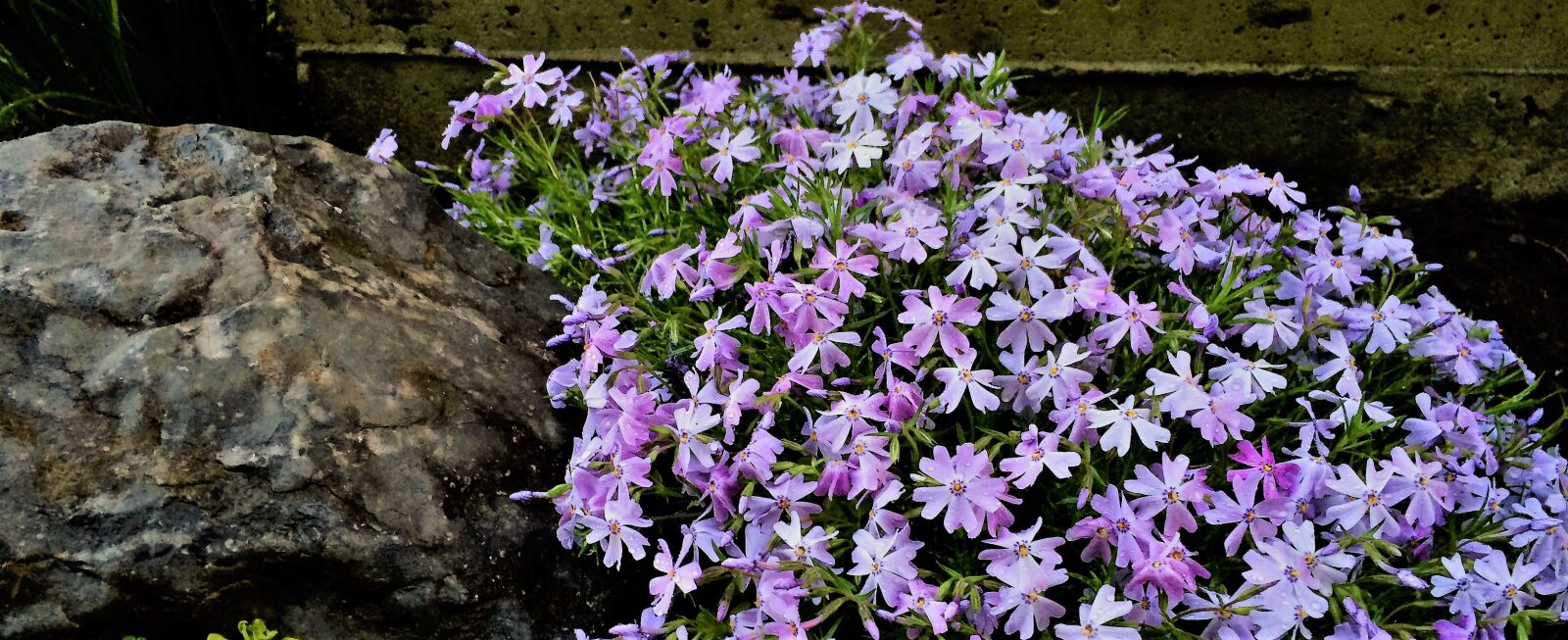 iPhone 5s back camera 4.15mm f/2.2 sample photo. Creeping phlox, flowers, phlox photography