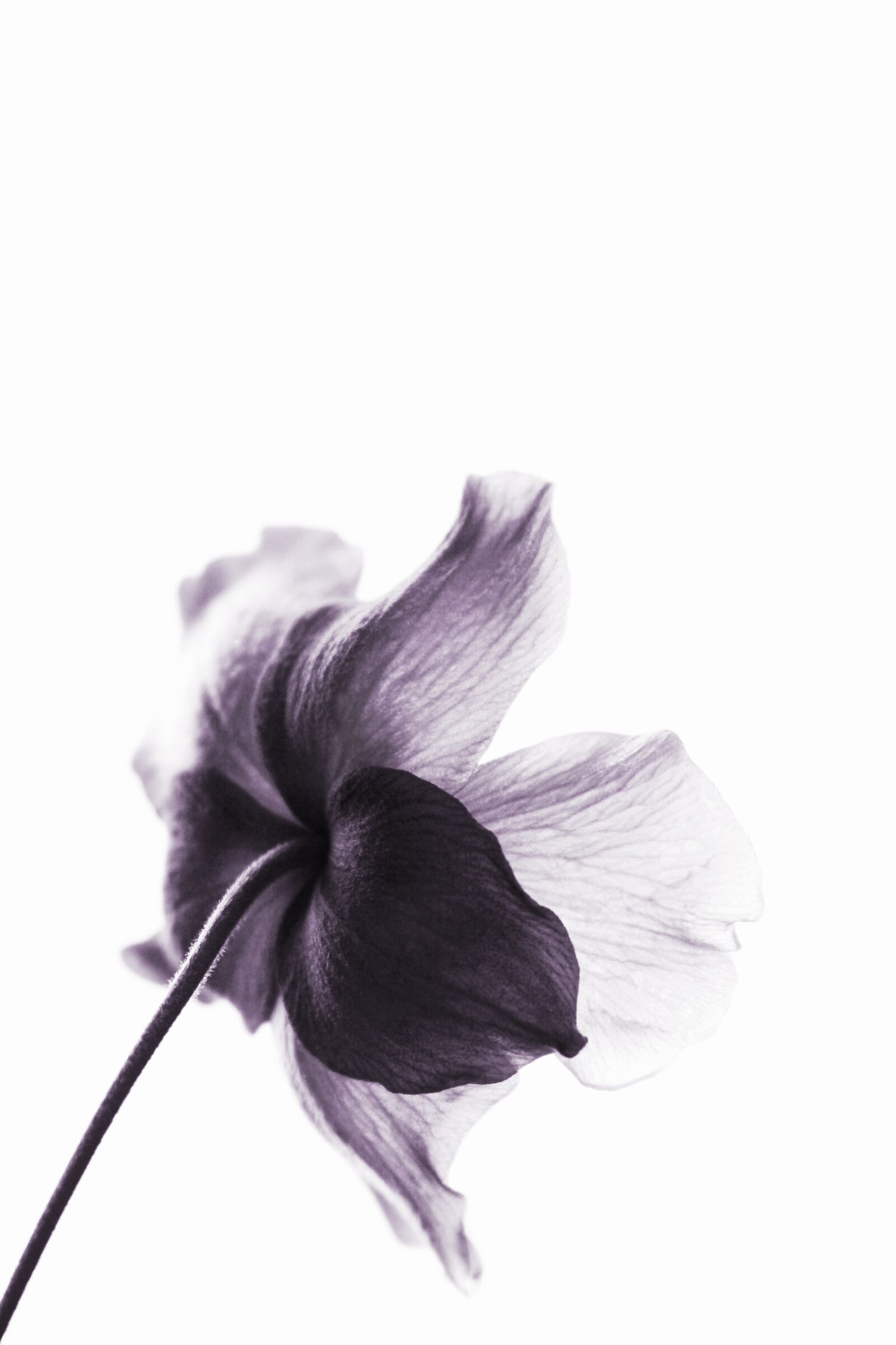 Canon EOS 700D (EOS Rebel T5i / EOS Kiss X7i) sample photo. Violet, flower, purple photography
