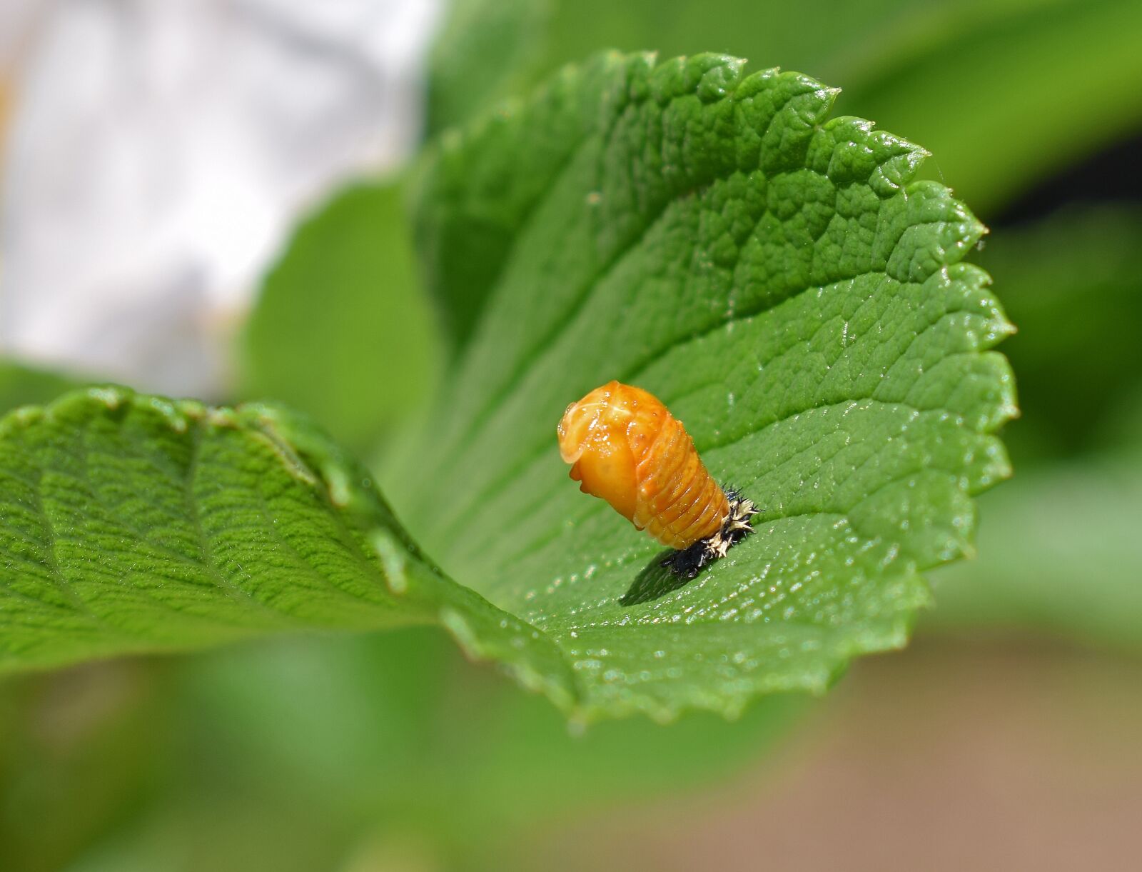 Nikon D3300 sample photo. Ladybug pupa, leaf underside photography