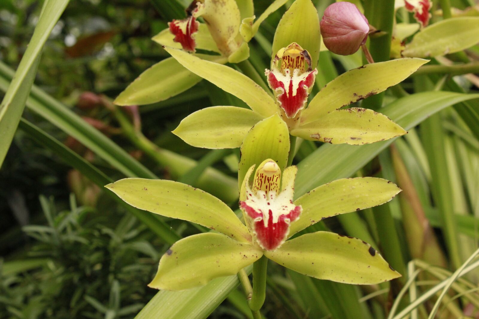 Canon EOS 550D (EOS Rebel T2i / EOS Kiss X4) sample photo. Orchids, flowers, bloom photography