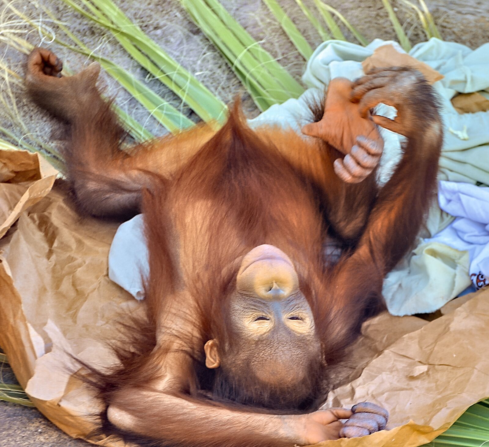 Nikon D300 sample photo. Orangutan, ape, primate photography
