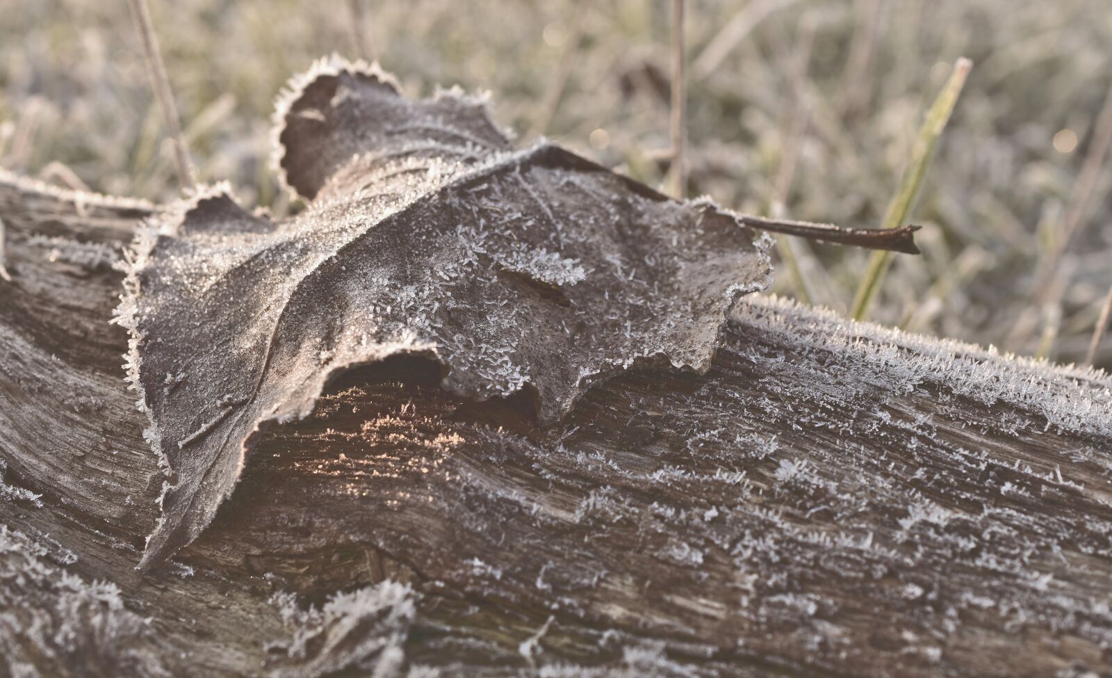 Nikon D5600 sample photo. Leaf, hoarfrost, ripe photography