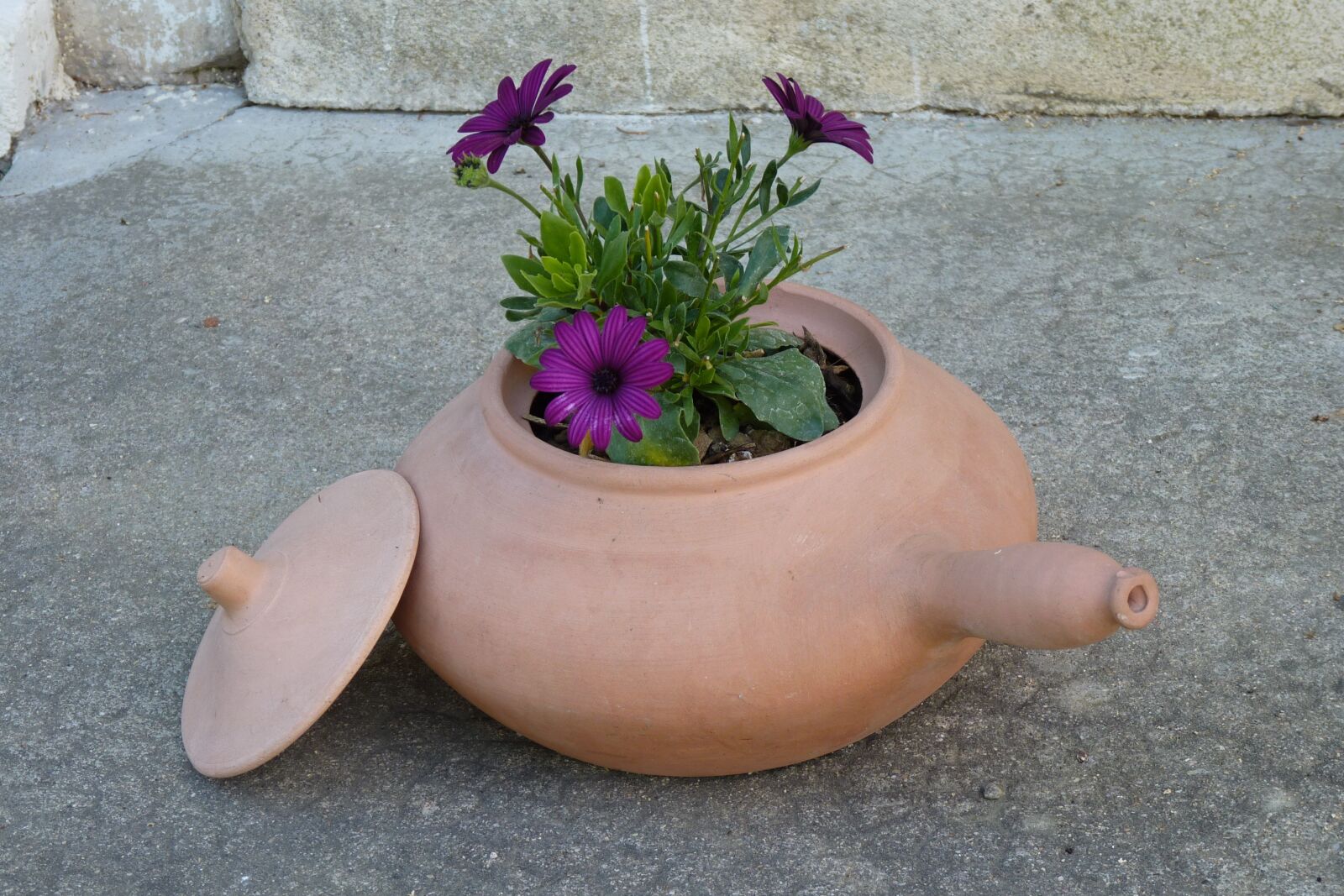 Panasonic Lumix DMC-FZ35 (Lumix DMC-FZ38) sample photo. Flowers, clay pot, terracotta photography