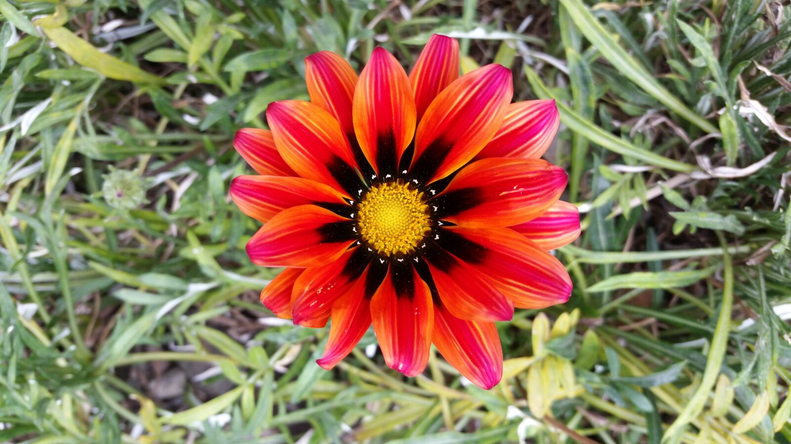 Samsung Galaxy S5 sample photo. Mid-autumn festival flower, wild photography