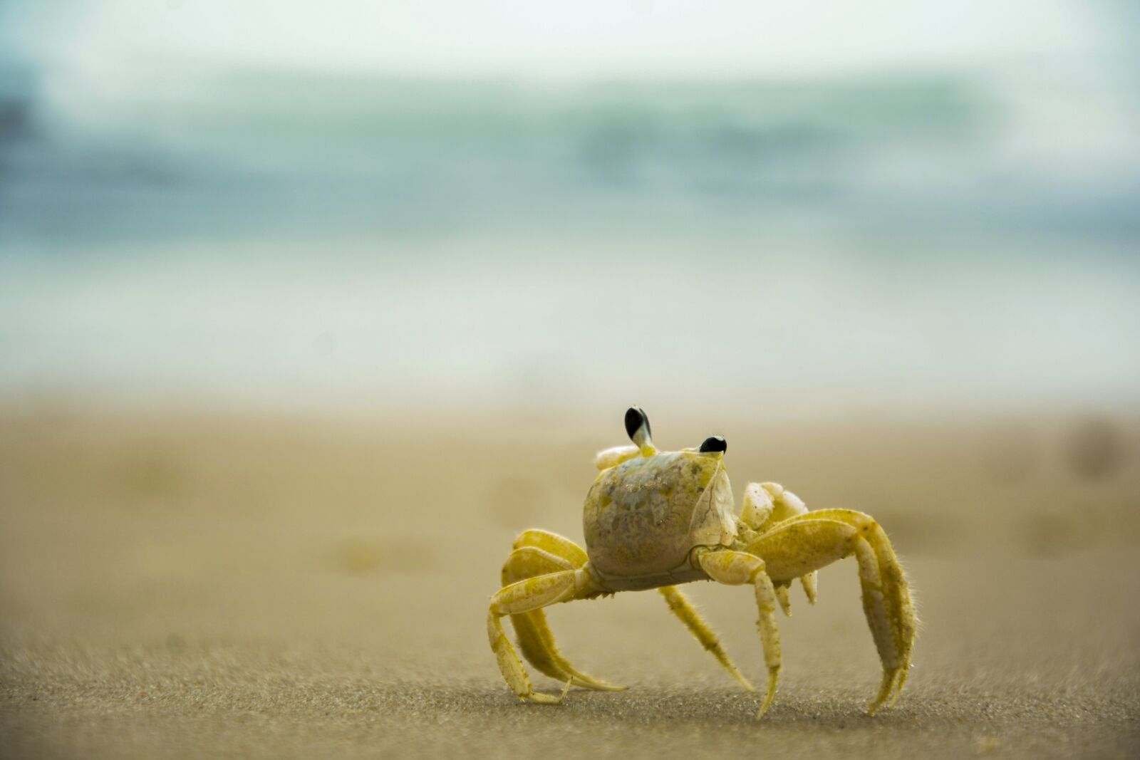 Nikon D7100 sample photo. Siri, beach, mar photography