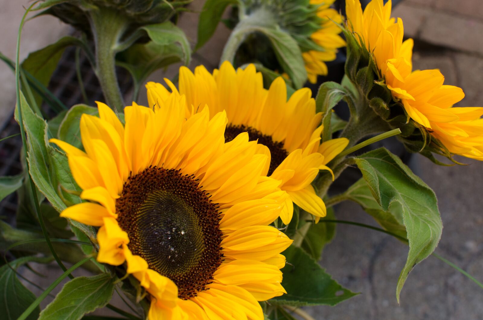 Nikon D5100 sample photo. Sunflower, summer, garden photography
