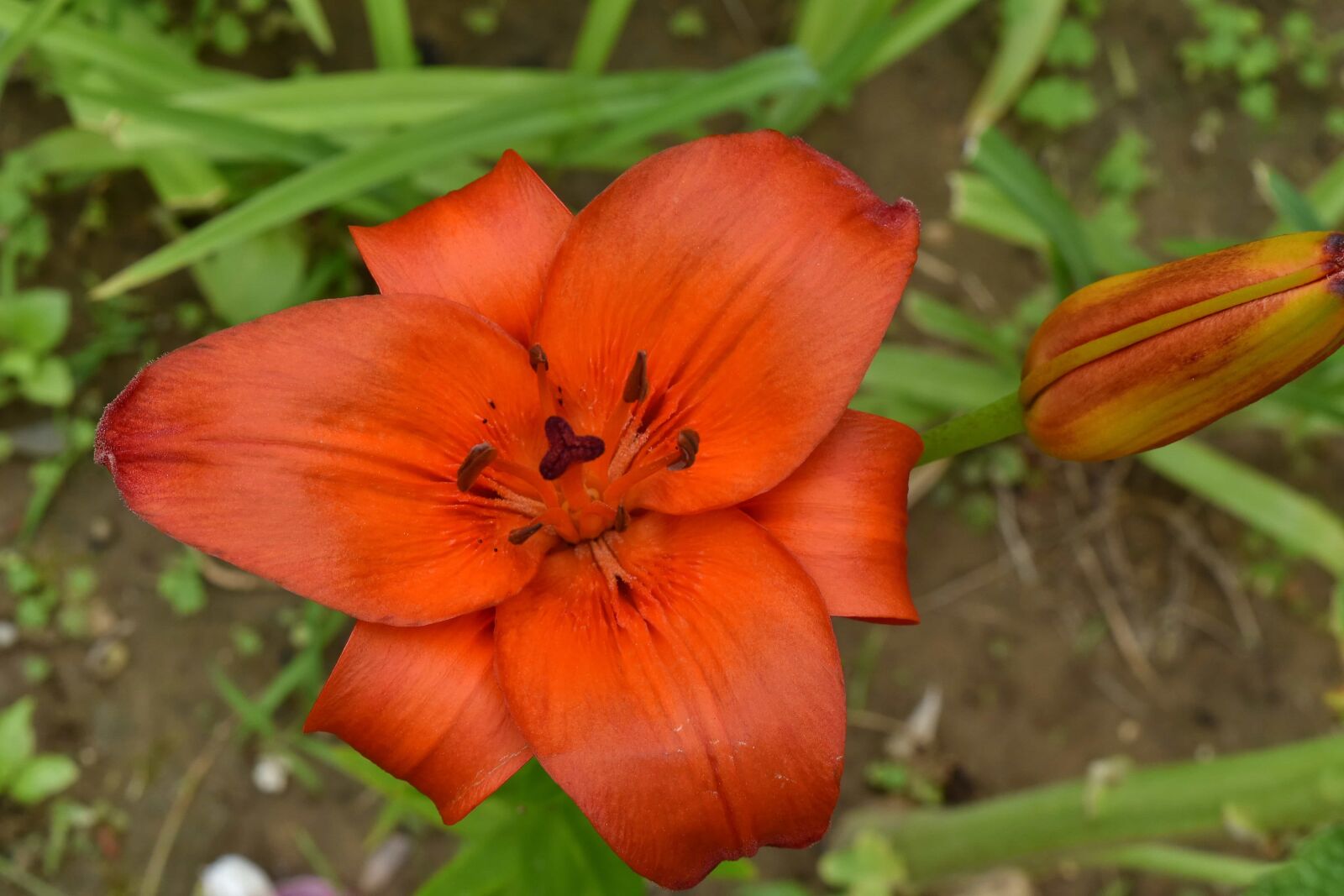 Nikon D5500 sample photo. Beautiful flowers, lily, nature photography