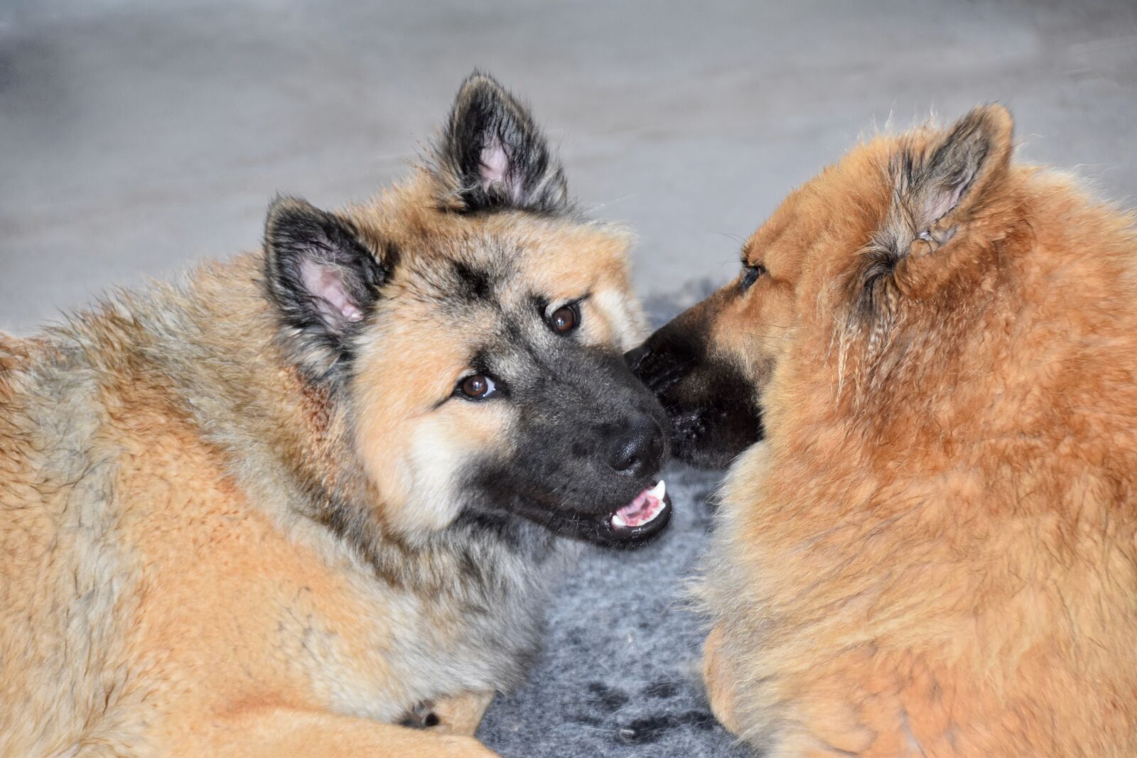Nikon D5600 sample photo. Dogs, dog eurasier, kisses photography