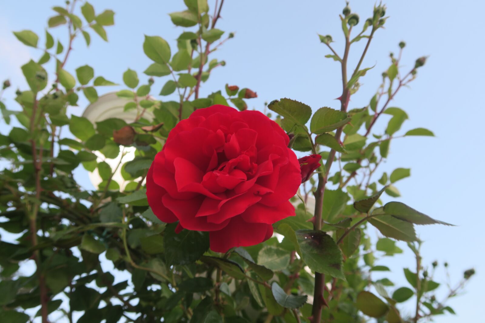 Canon PowerShot G7 X sample photo. Rose, red rose, flower photography