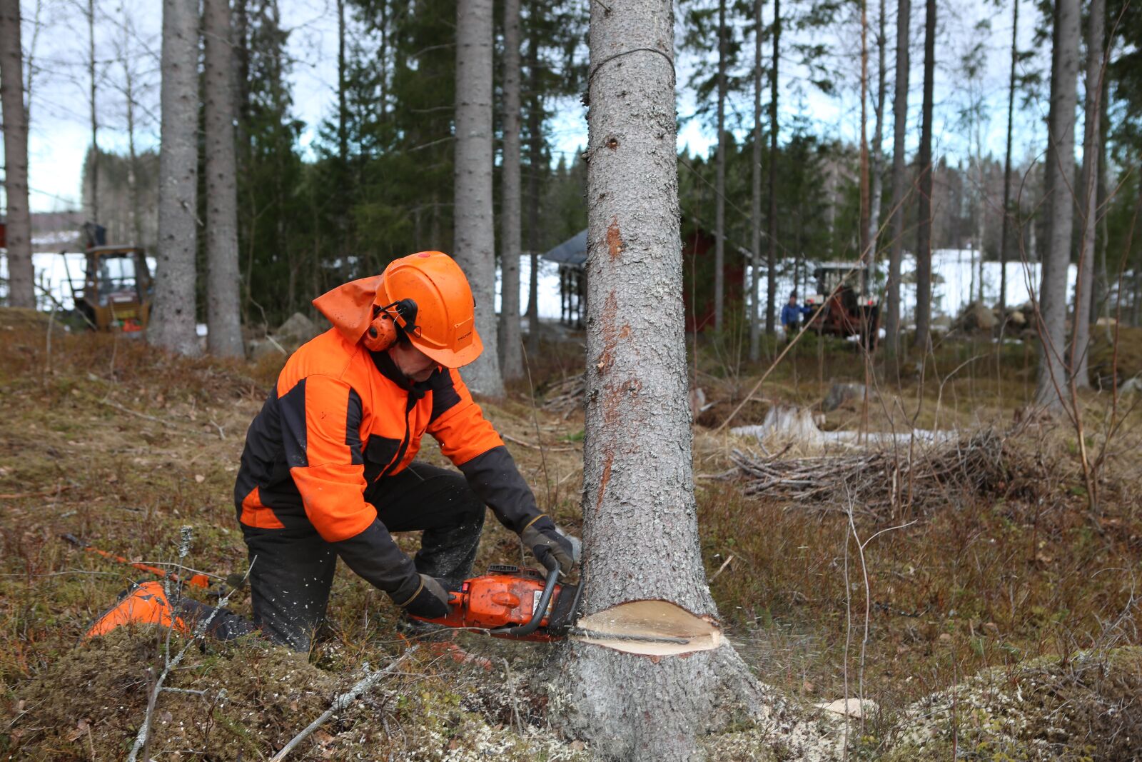 Canon EOS 6D + Canon EF 24-70mm F2.8L USM sample photo. Forest, logger, tree photography