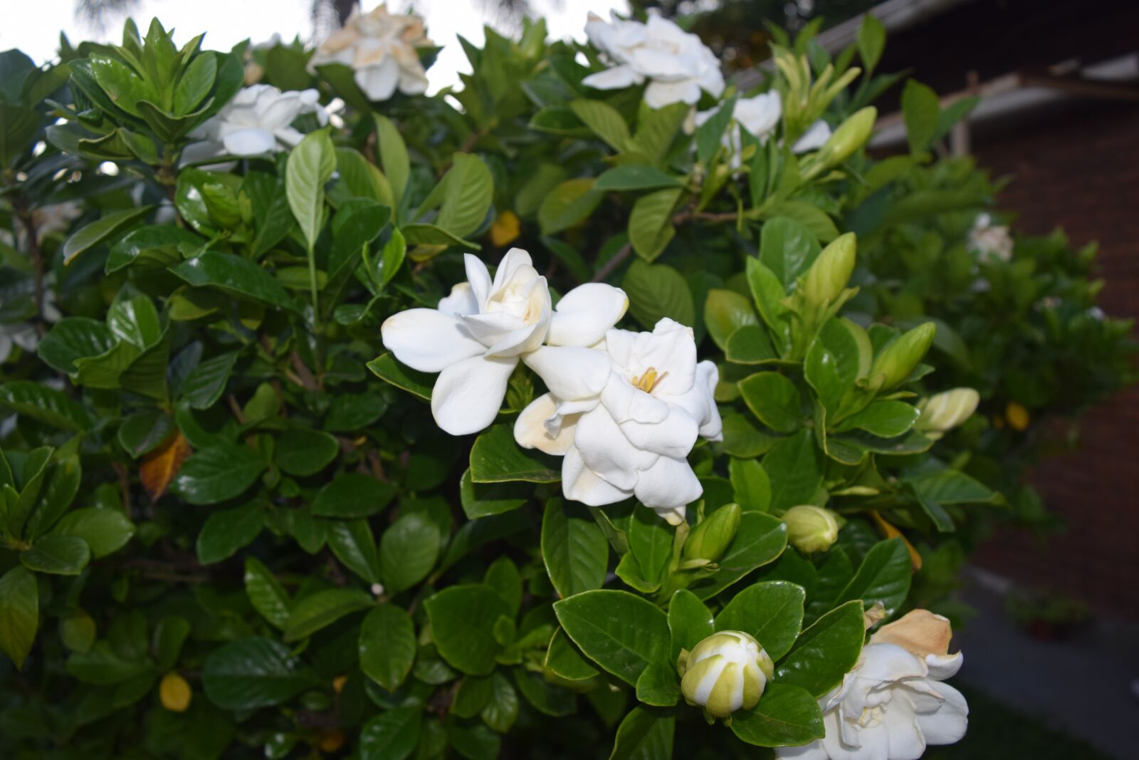 Nikon D3300 sample photo. Jazmin, jasmin, jasmine photography