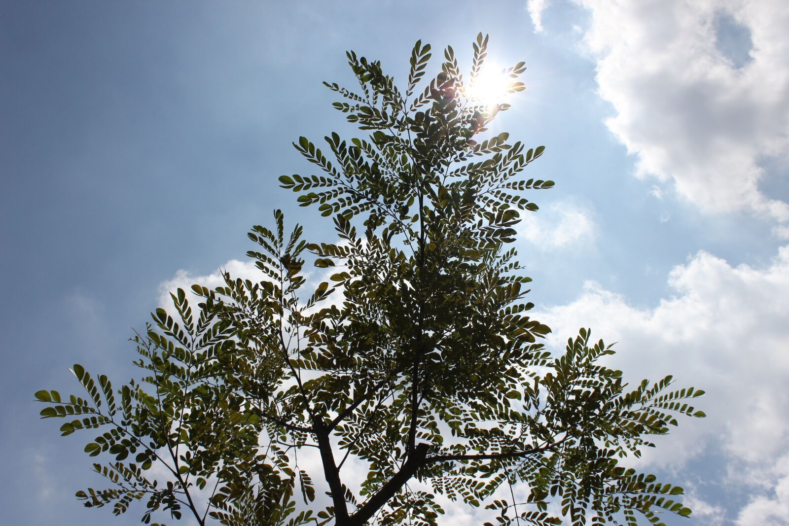 Canon EOS 600D (Rebel EOS T3i / EOS Kiss X5) sample photo. Leaf, nature, green photography