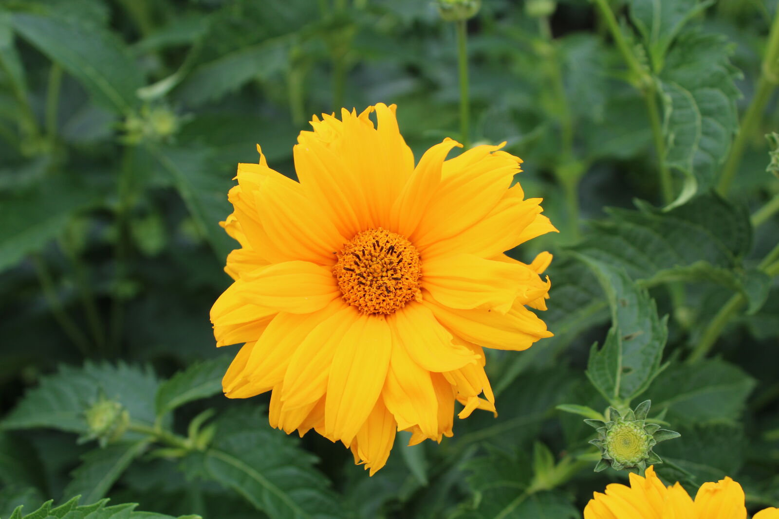 Canon EOS 1300D (EOS Rebel T6 / EOS Kiss X80) sample photo. Flower photography