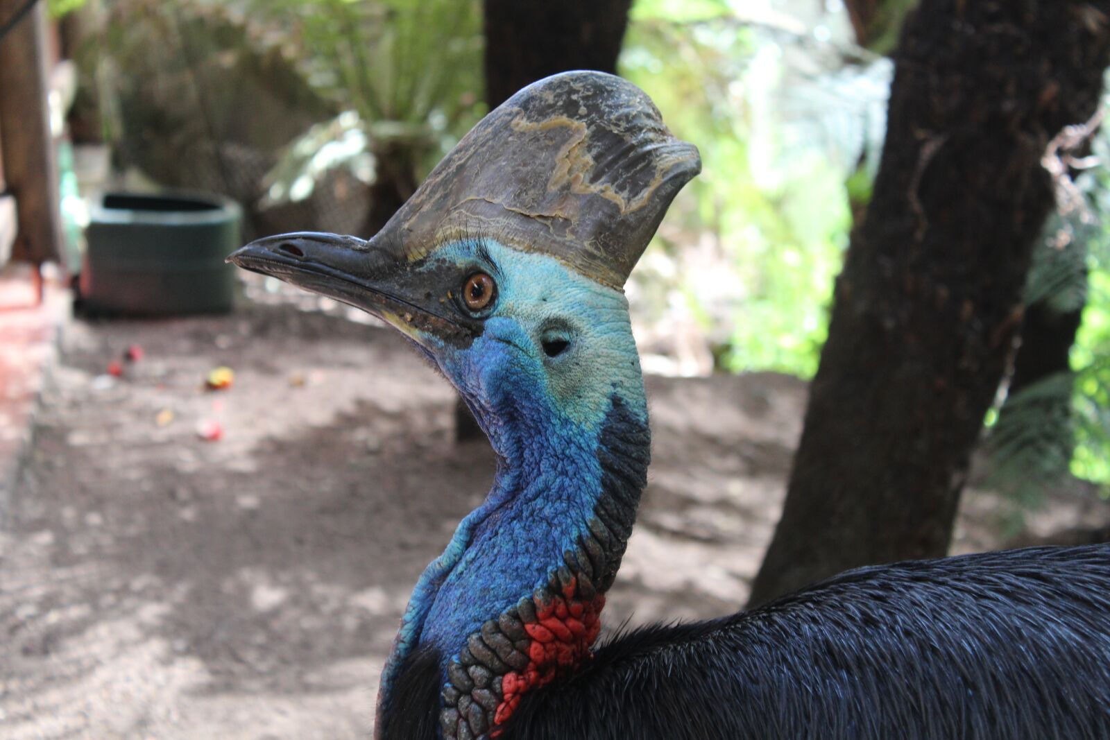 Canon EOS 1300D (EOS Rebel T6 / EOS Kiss X80) sample photo. Animals, australia, wildlife photography