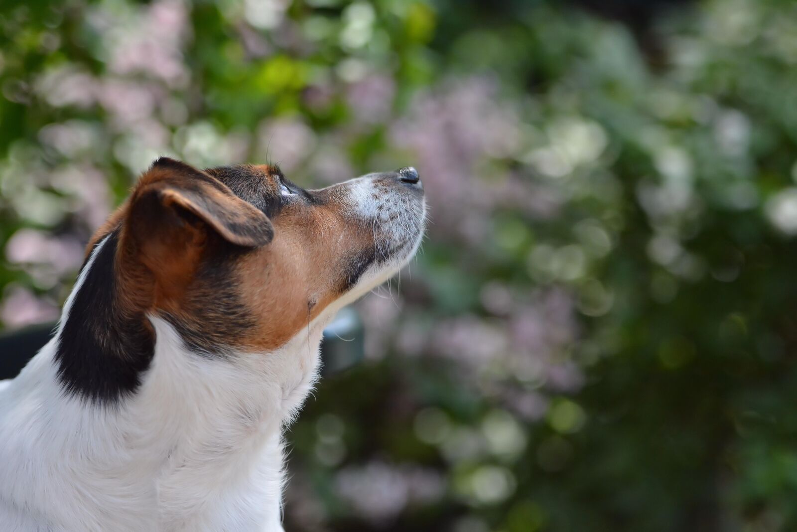 Nikon D7100 sample photo. Pet, dog, fox terrier photography