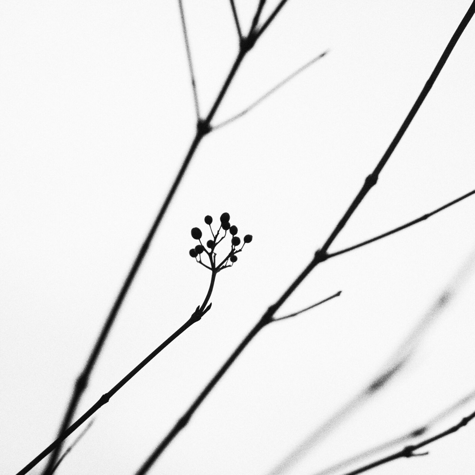 Canon EOS 50D sample photo. Nature, plant, minimalistic photography