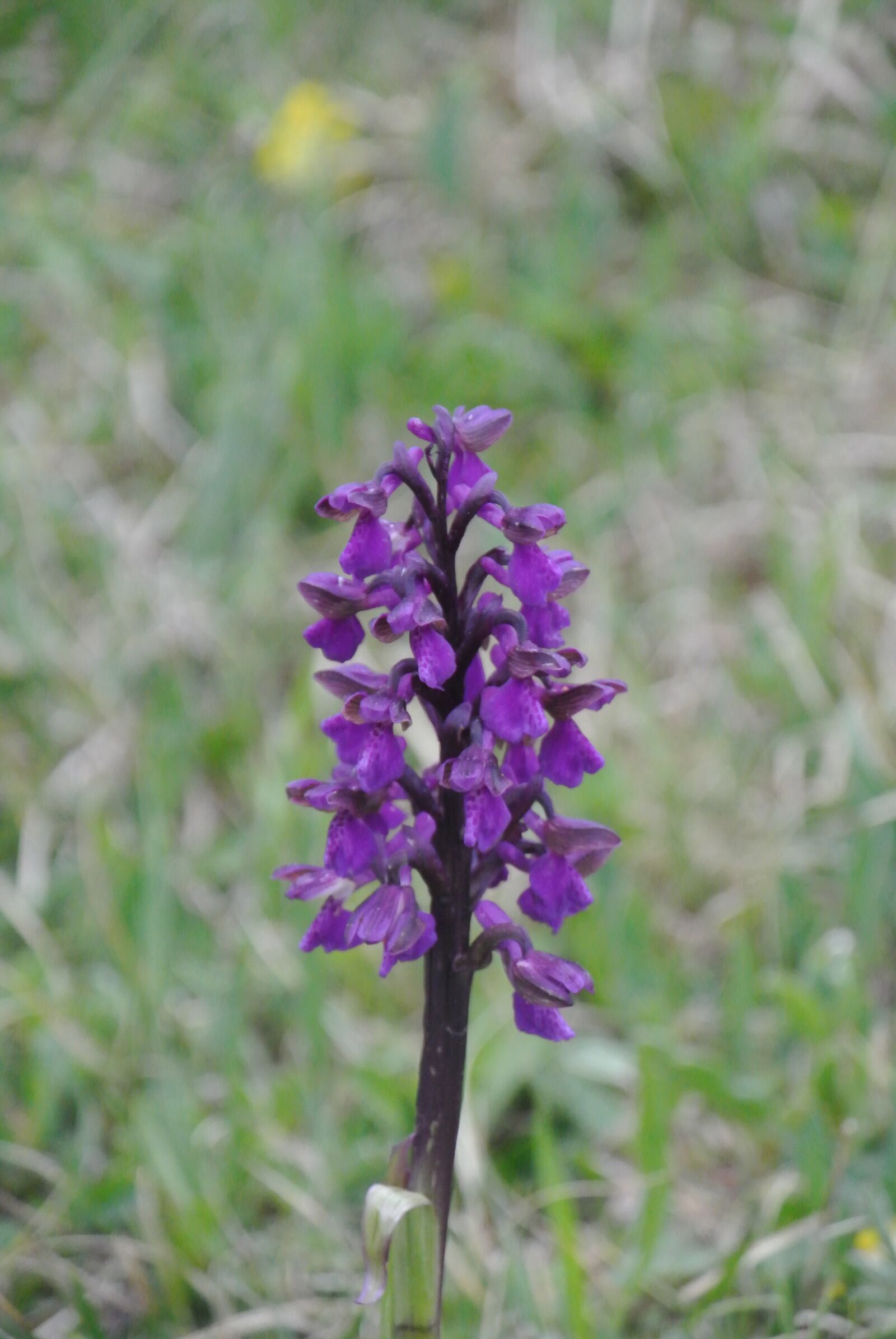 1 NIKKOR VR 10-100mm f/4-5.6 sample photo. Orchid, flower, blossom photography