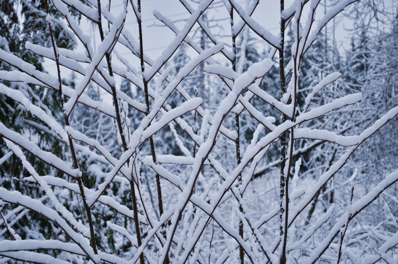 Nikon D5100 sample photo. Snow, cold, winter photography