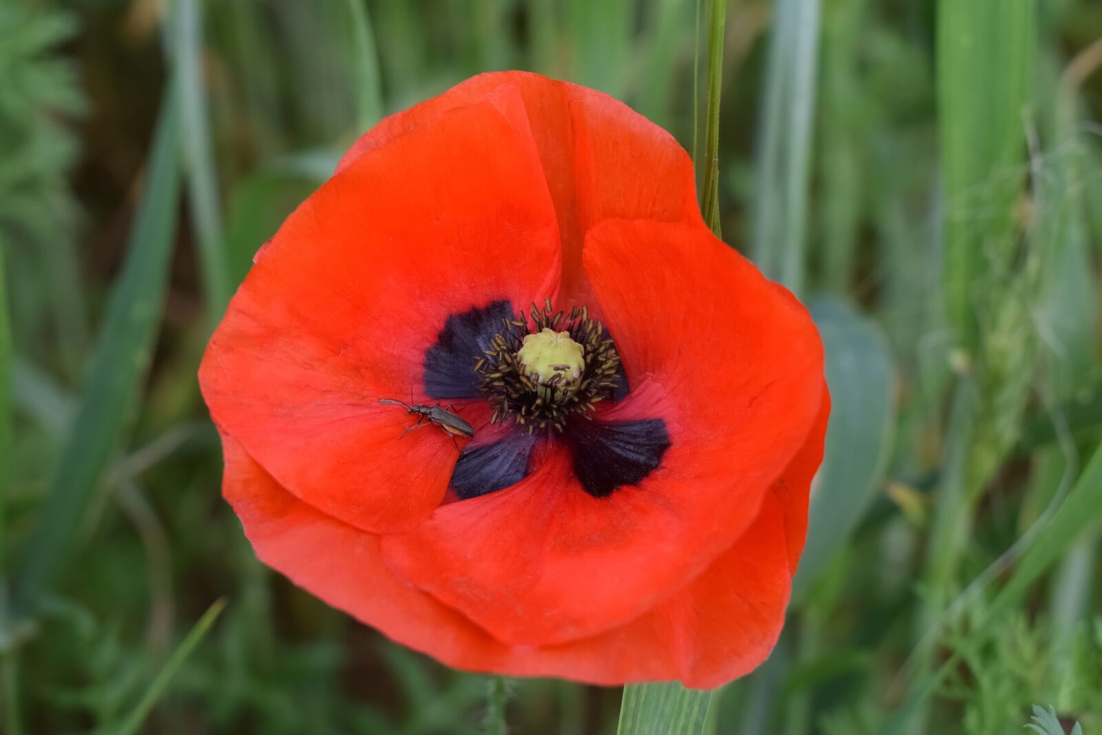Nikon D3300 sample photo. Poppy, flower, red photography