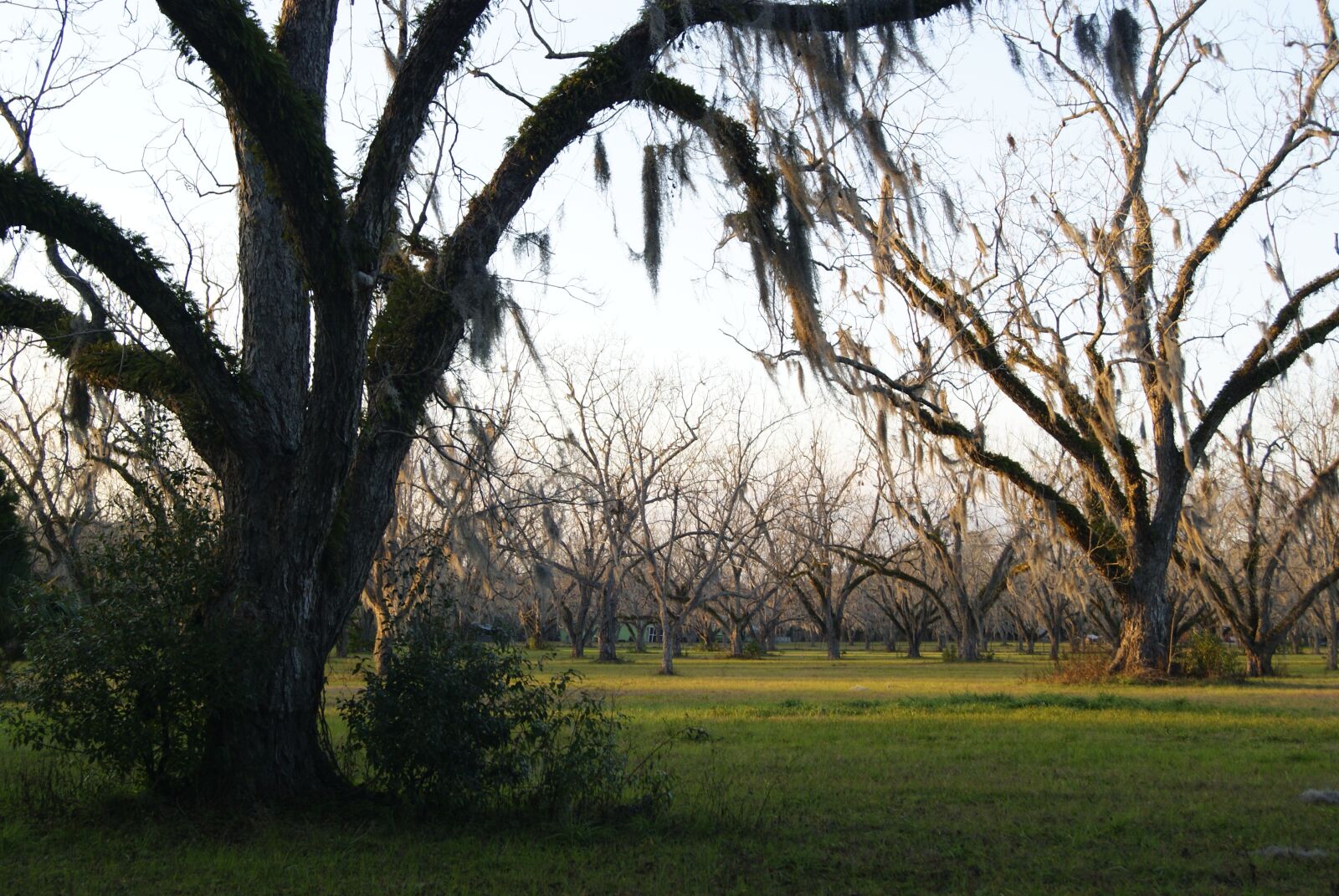 Sony Alpha DSLR-A330 sample photo. Moss, trees, field photography