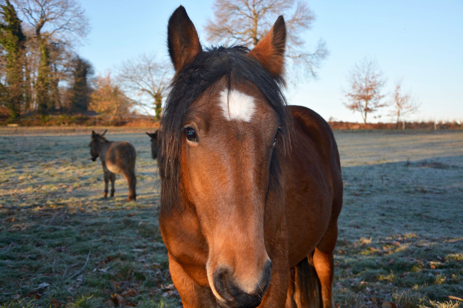 Nikon D5200 sample photo. Horse, head horse, horse photography