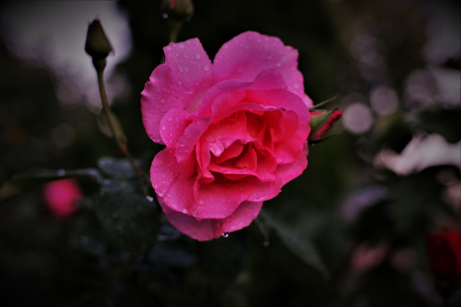 Canon EF 50mm F1.4 USM sample photo. Roses, garden, blossom photography