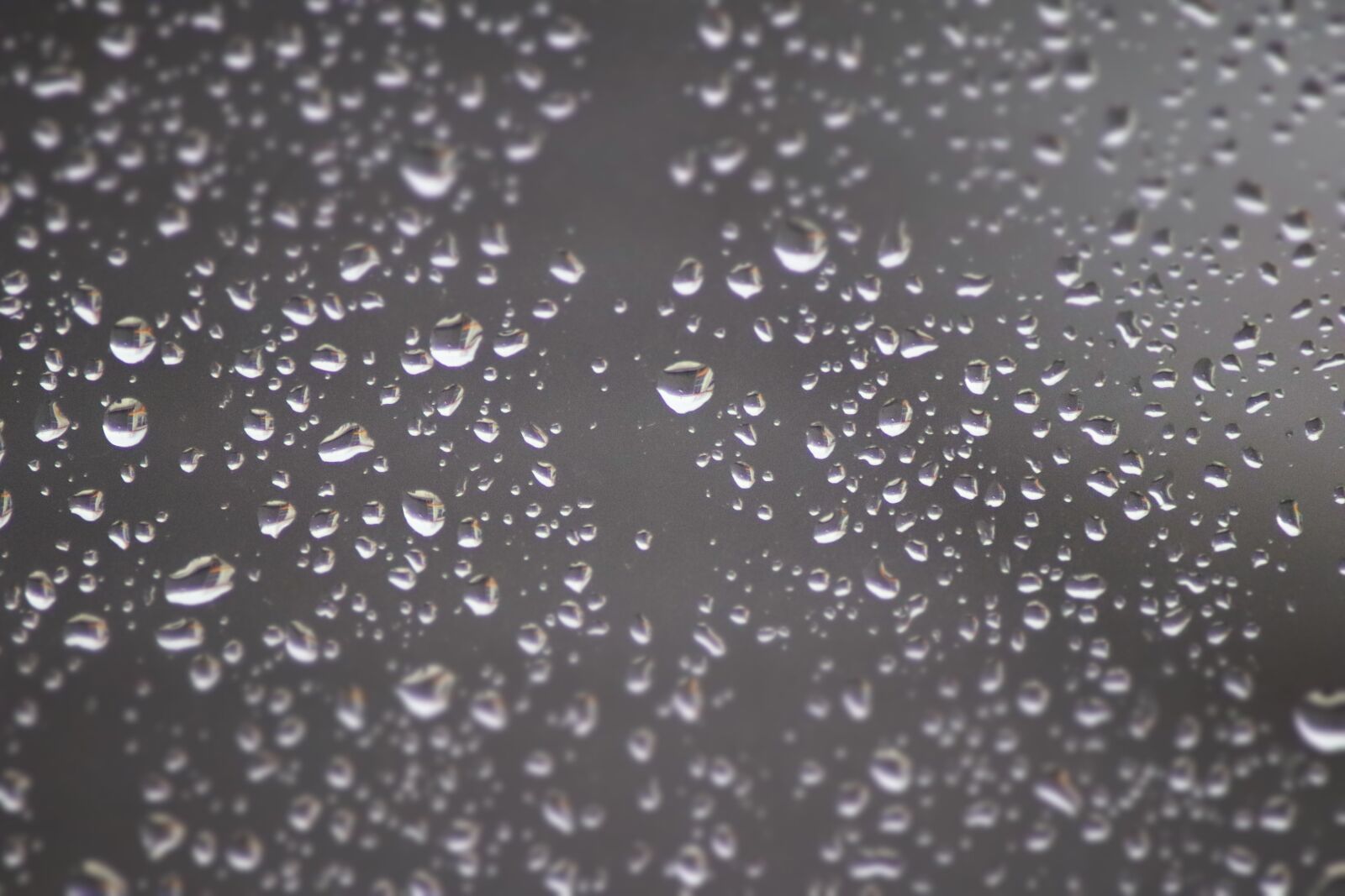 Canon EOS 200D (EOS Rebel SL2 / EOS Kiss X9) sample photo. Rain, wet, dew photography
