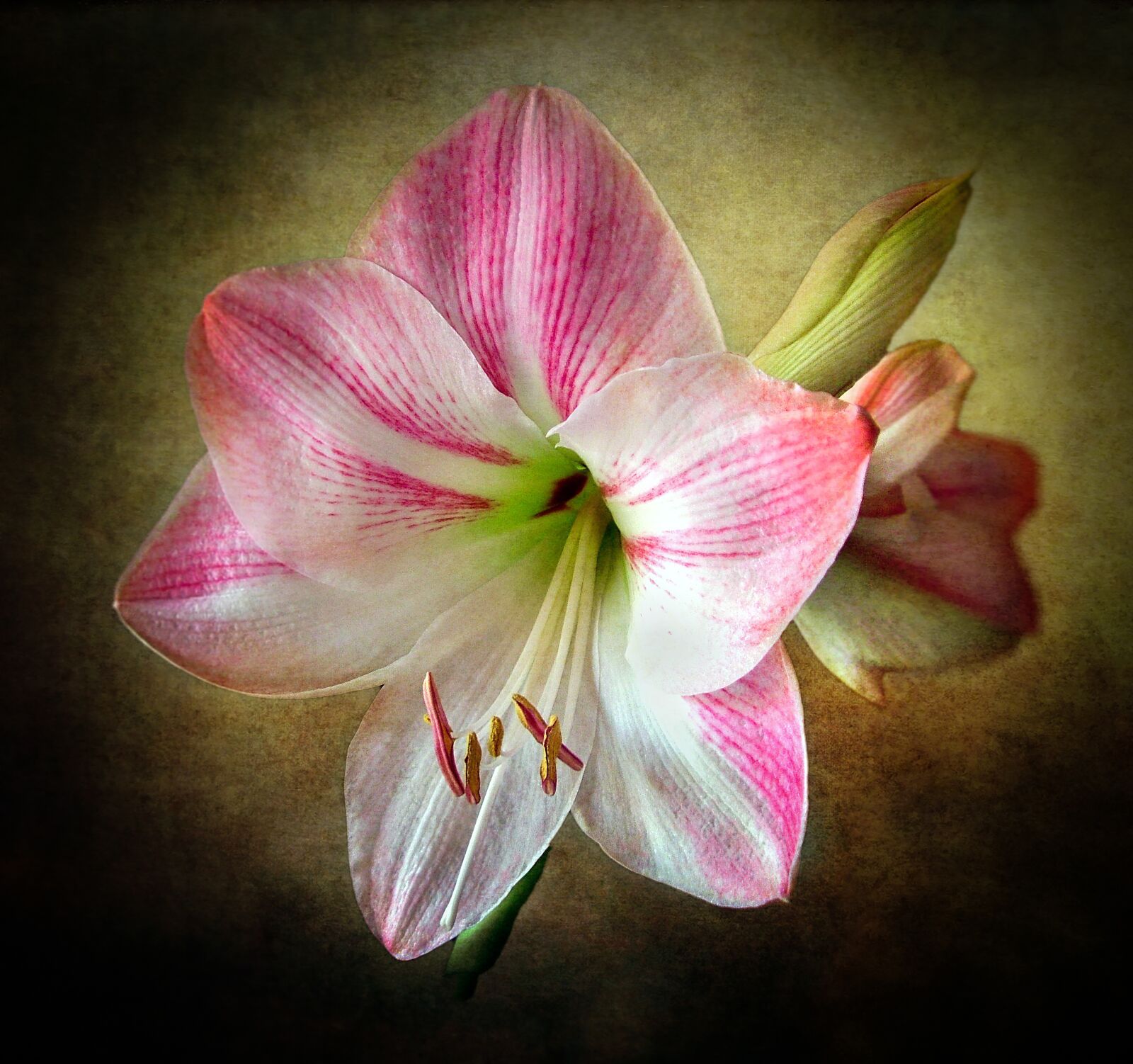 Fujifilm FinePix S7000 sample photo. Amaryllis, flower, blossom photography