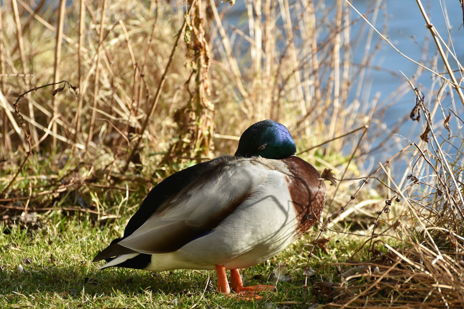 Nikon D7200 sample photo. Ducks, waterfowl, mallard photography