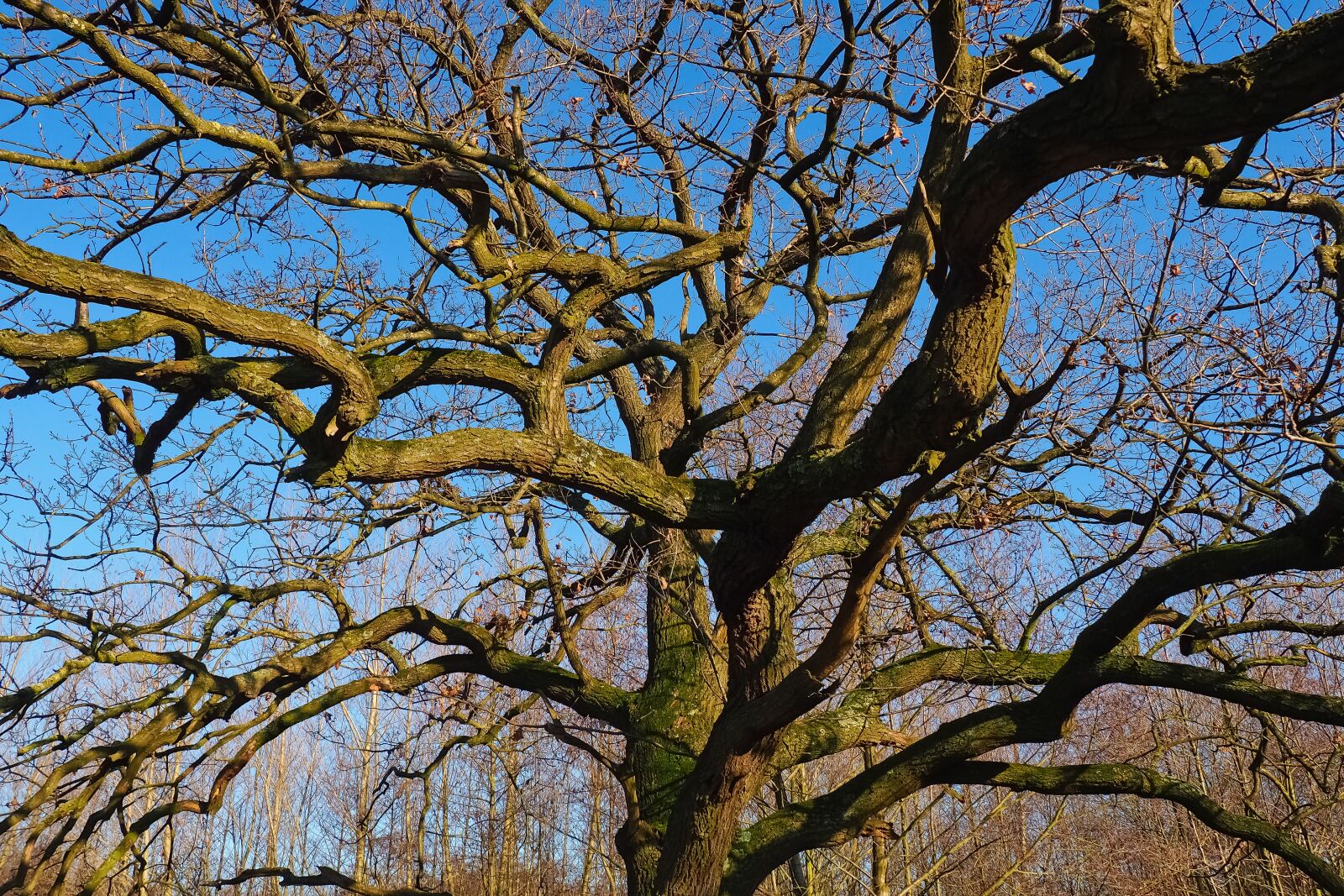 Olympus OM-D E-M10 sample photo. Landscape, tree, nature photography