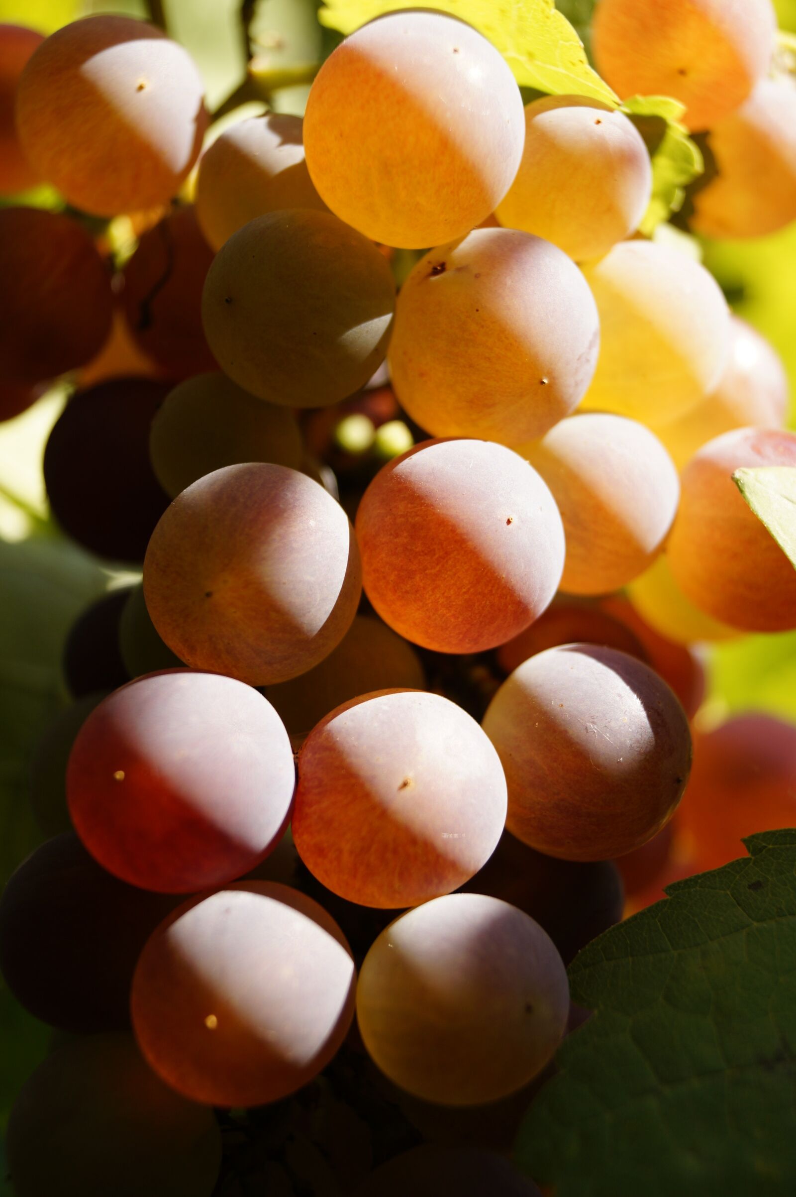 Sony DT 18-55mm F3.5-5.6 SAM II sample photo. Grape, sz l szem photography