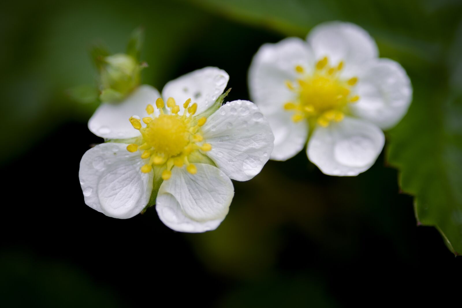 Nikon D610 sample photo. Strawberry, flower, flowers photography