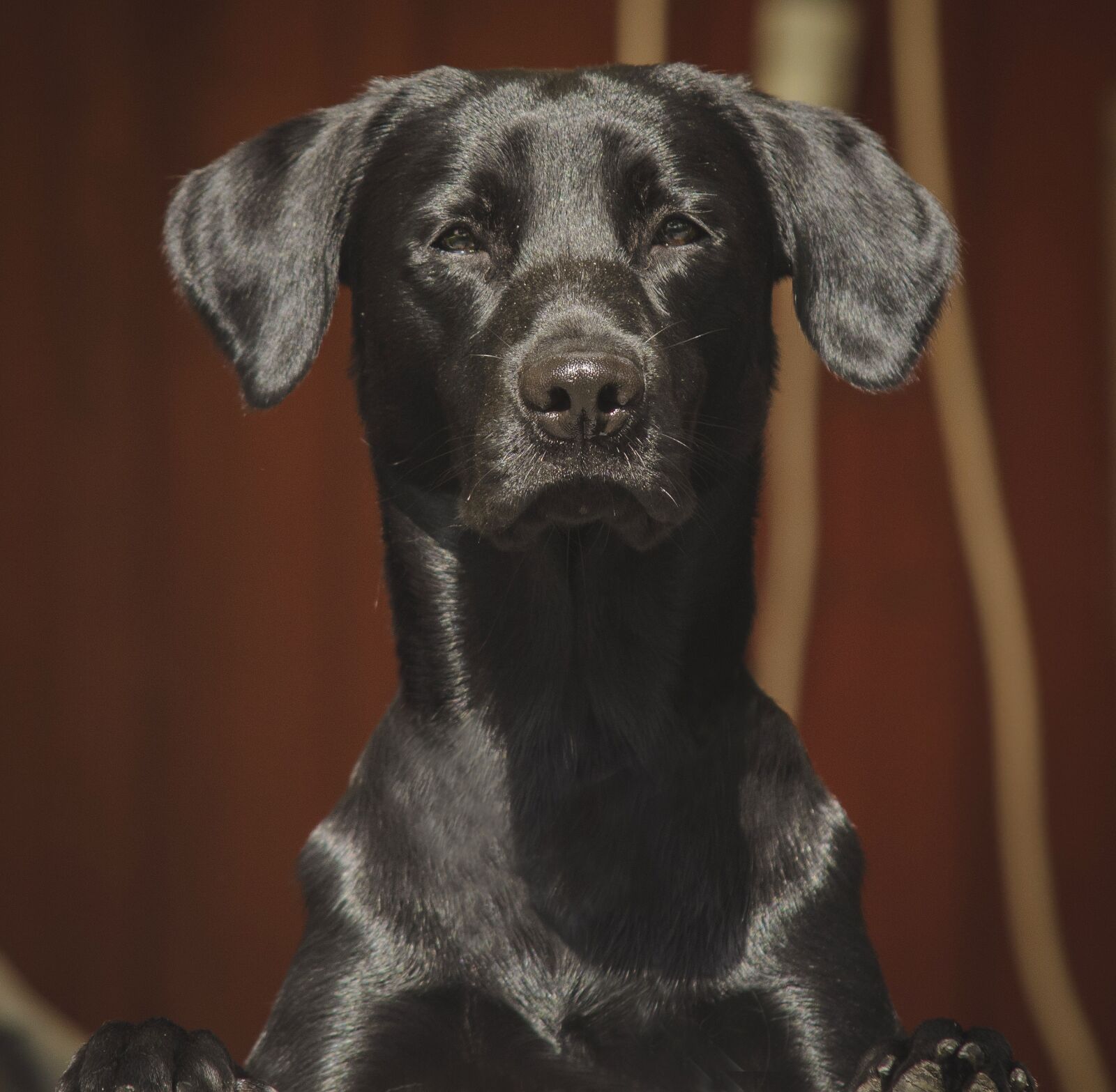 Nikon D7000 sample photo. Labrador, labrador retriever, dogs photography