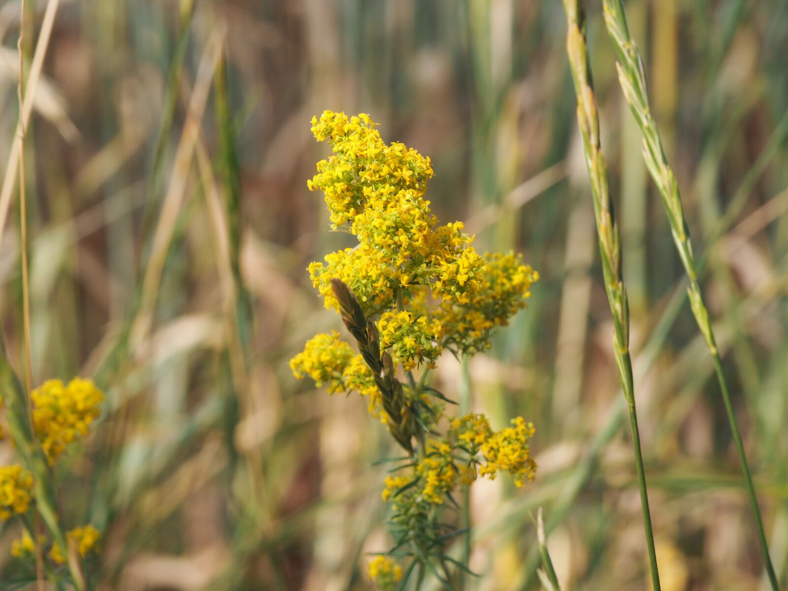 Olympus PEN E-PL7 sample photo. Yellow, summer, sun photography