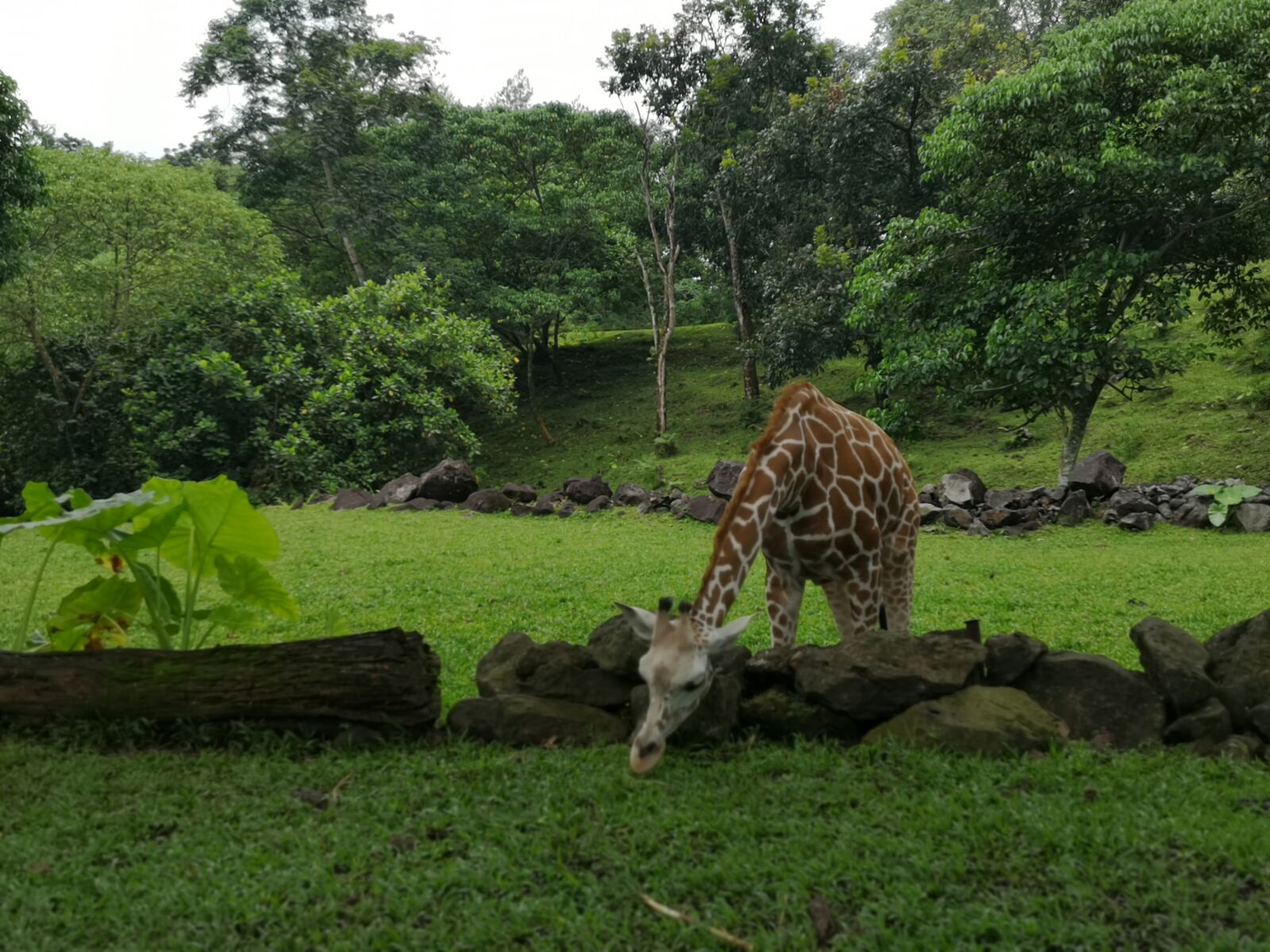 HUAWEI CLT-L29 sample photo. Girafe, giraffe, long neck photography