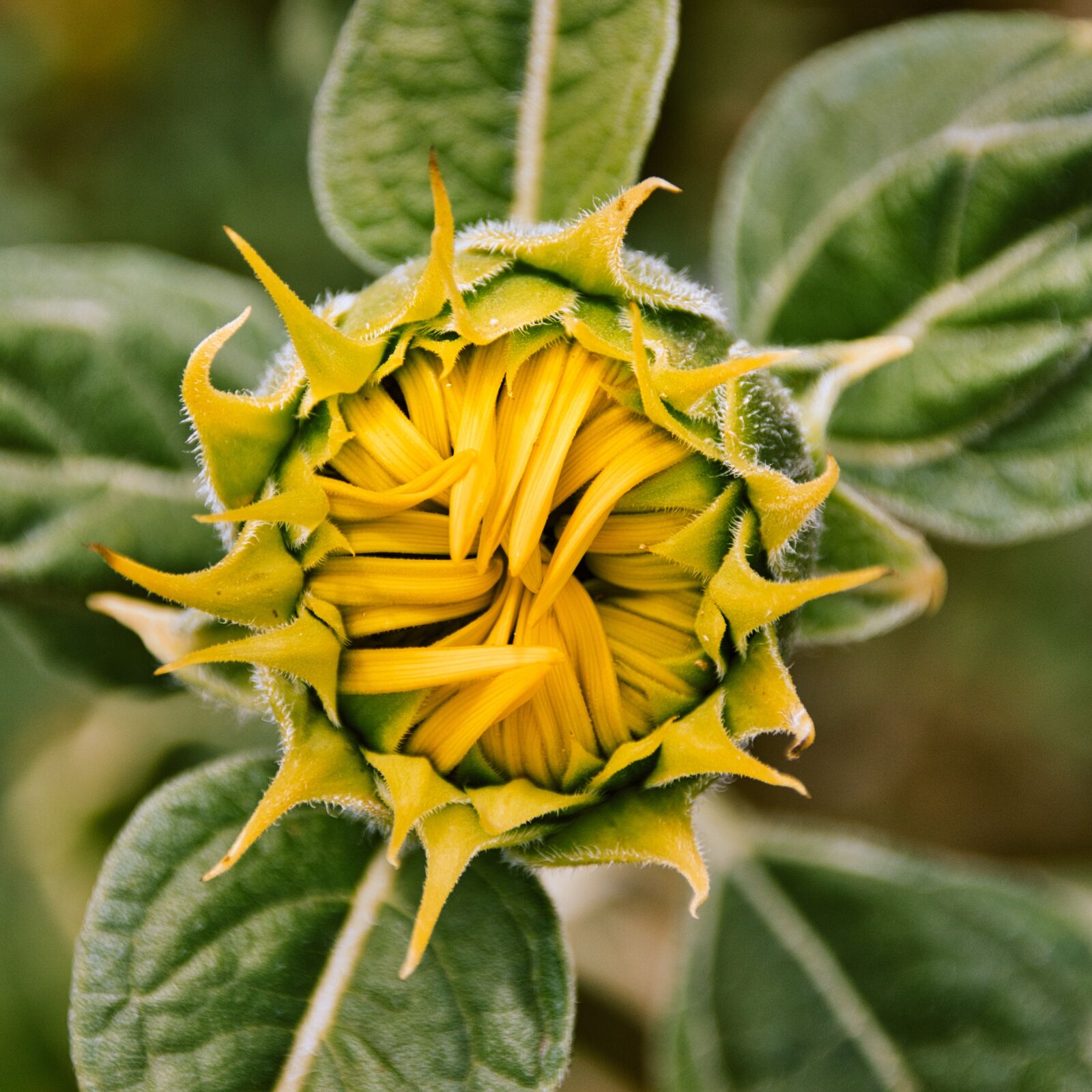 Canon EOS 200D (EOS Rebel SL2 / EOS Kiss X9) sample photo. Sunflower, bud, blossom photography
