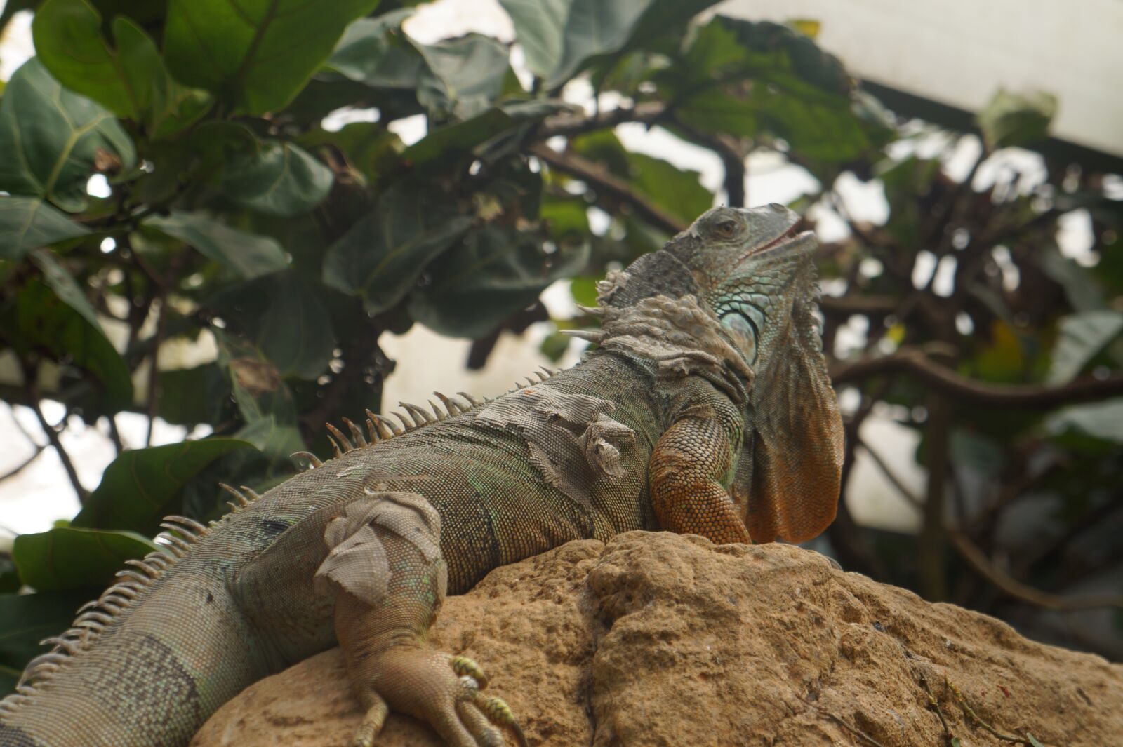 Sony Alpha a3000 + Sony E 18-55mm F3.5-5.6 OSS sample photo. Iguana, reptile, lizard photography